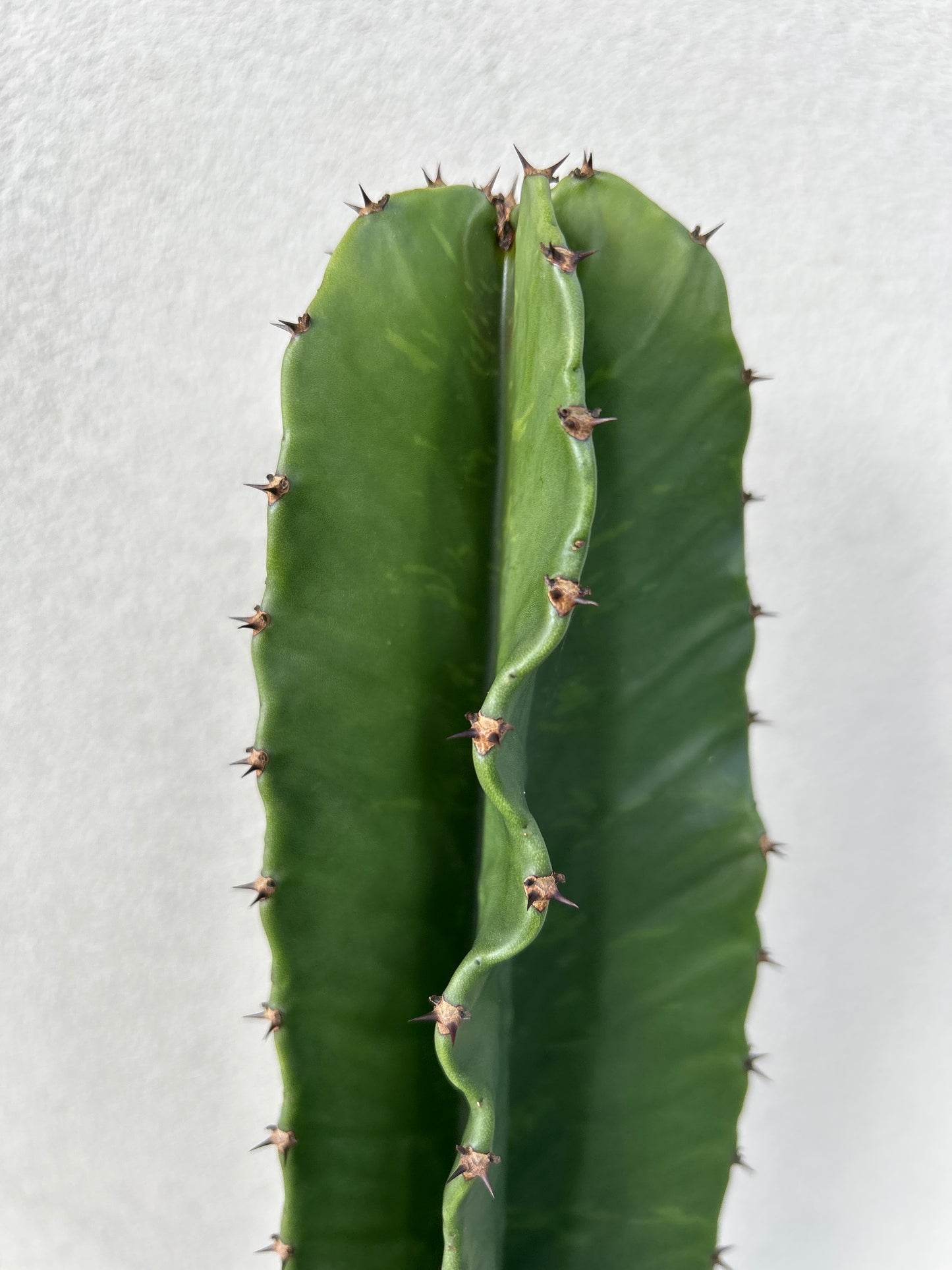 Euphorbia Ingen