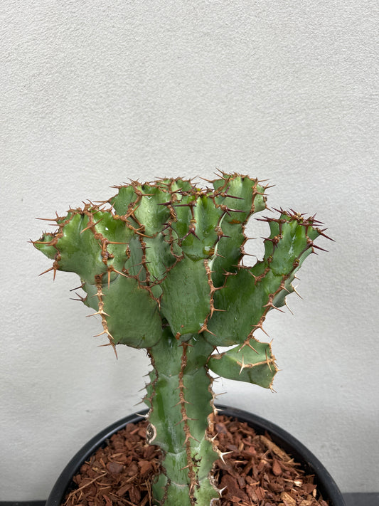 Euphorbia ceorulescens