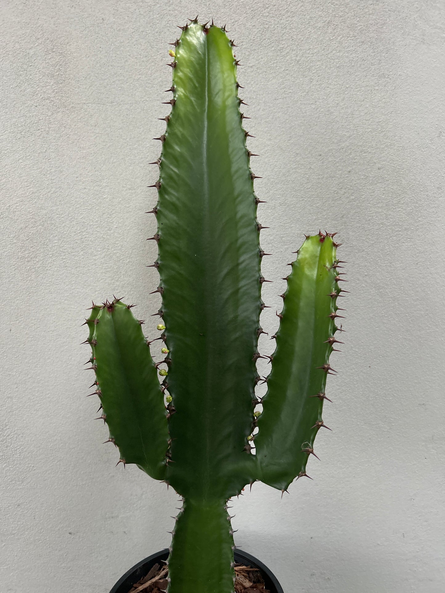 Euphorbia Cowboy 2 arms
