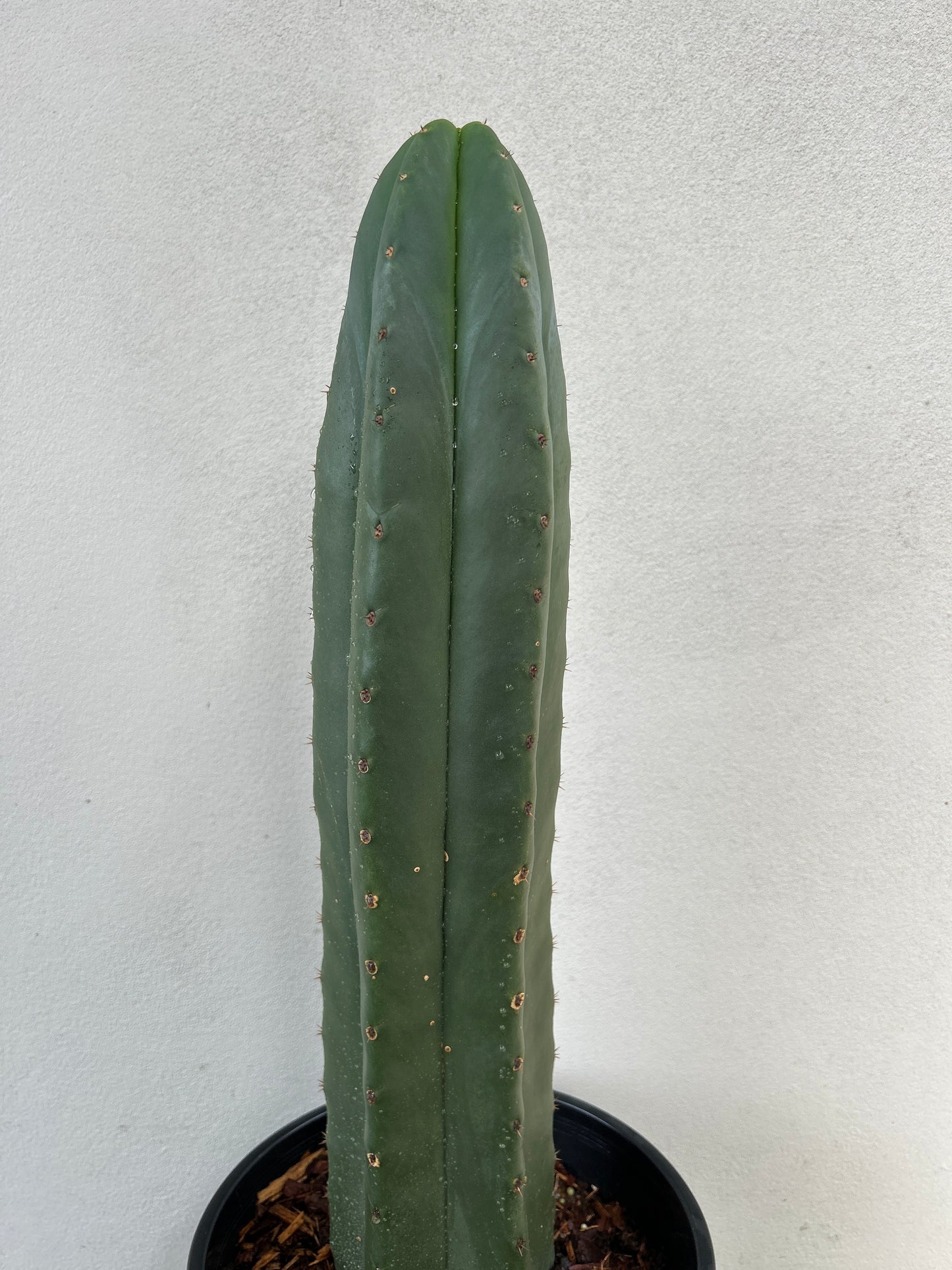 Super San Pedro