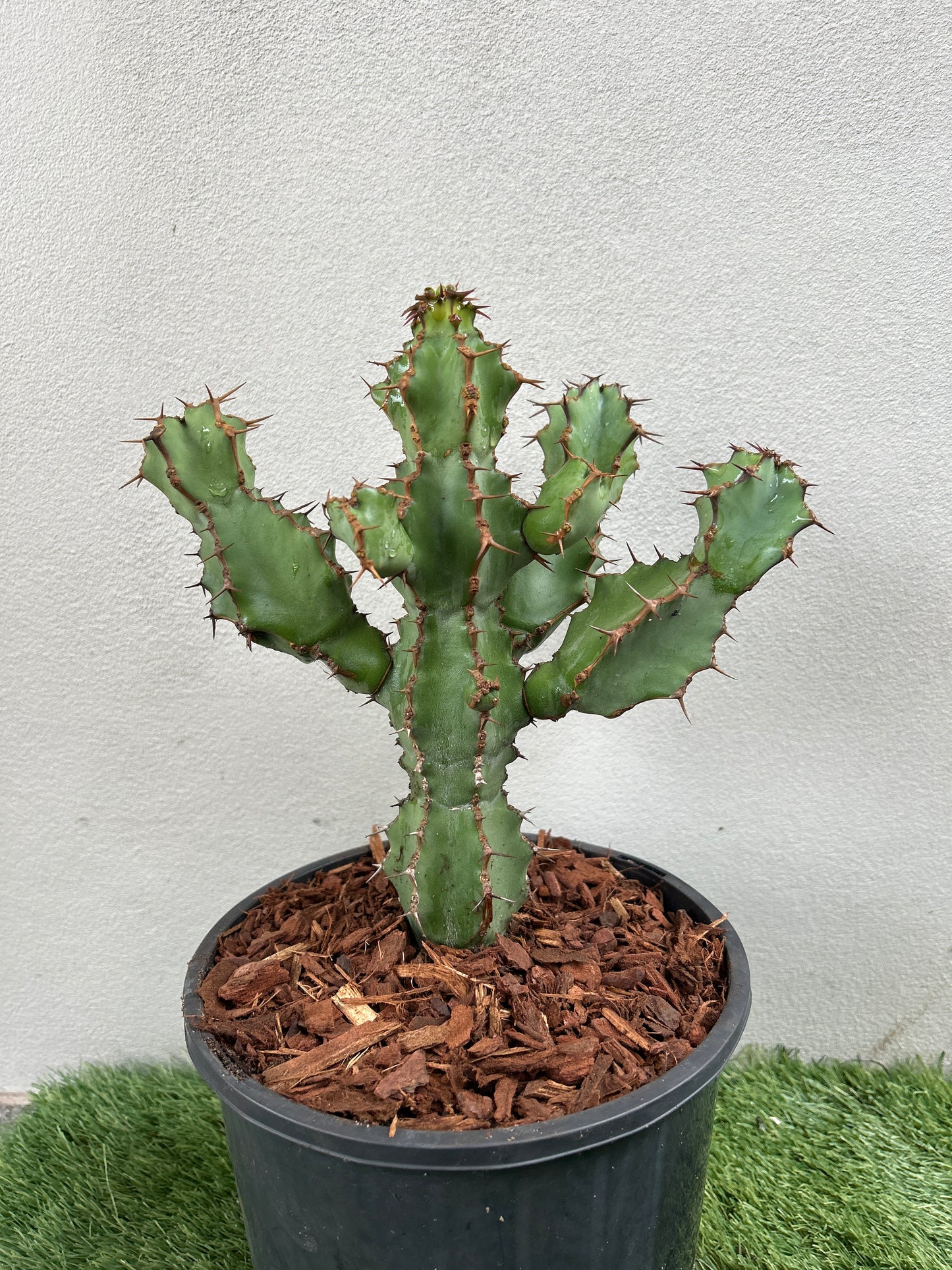 Euphorbia ceorulescens