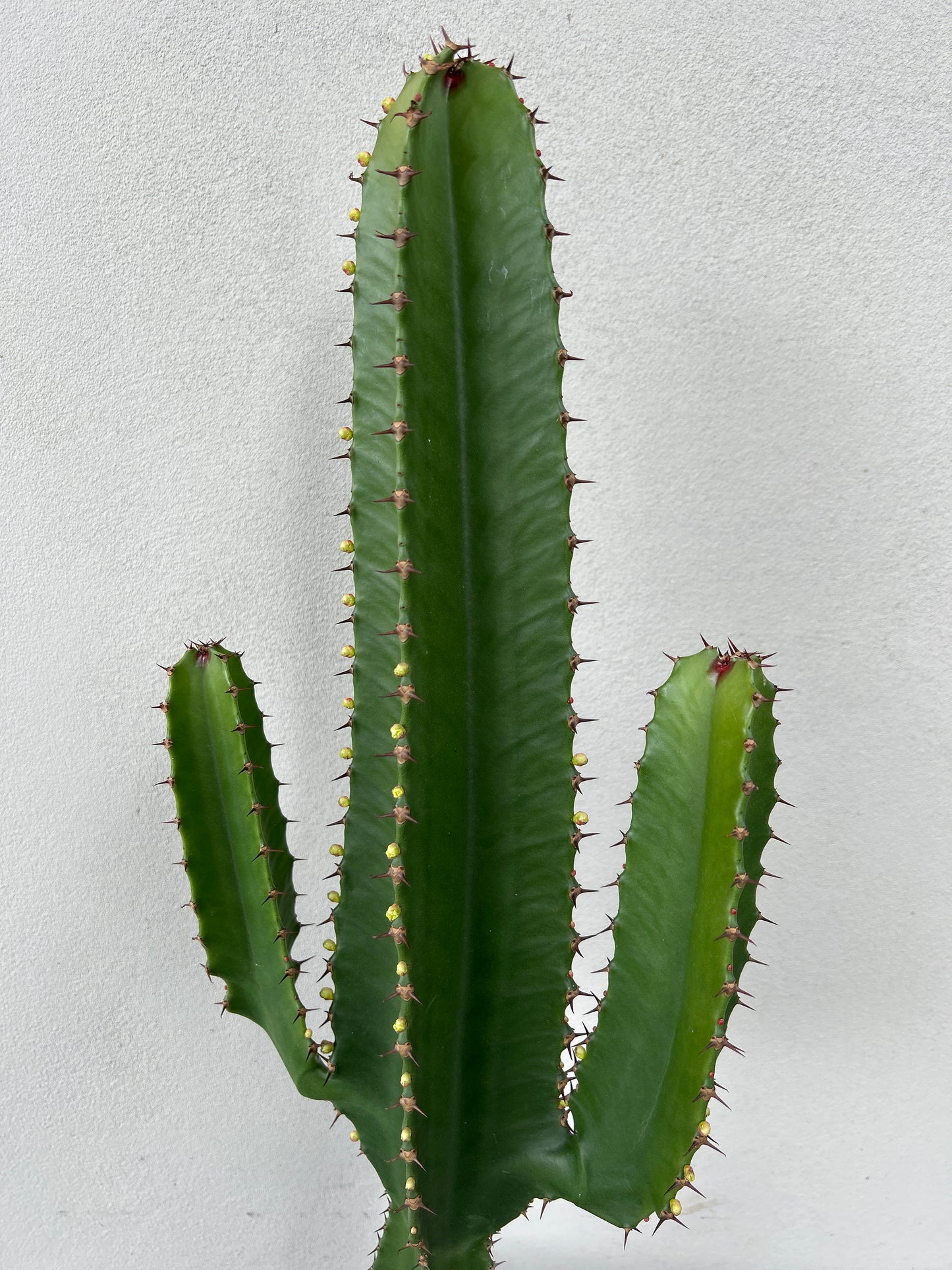 Euphorbia Cowboy 2 arms