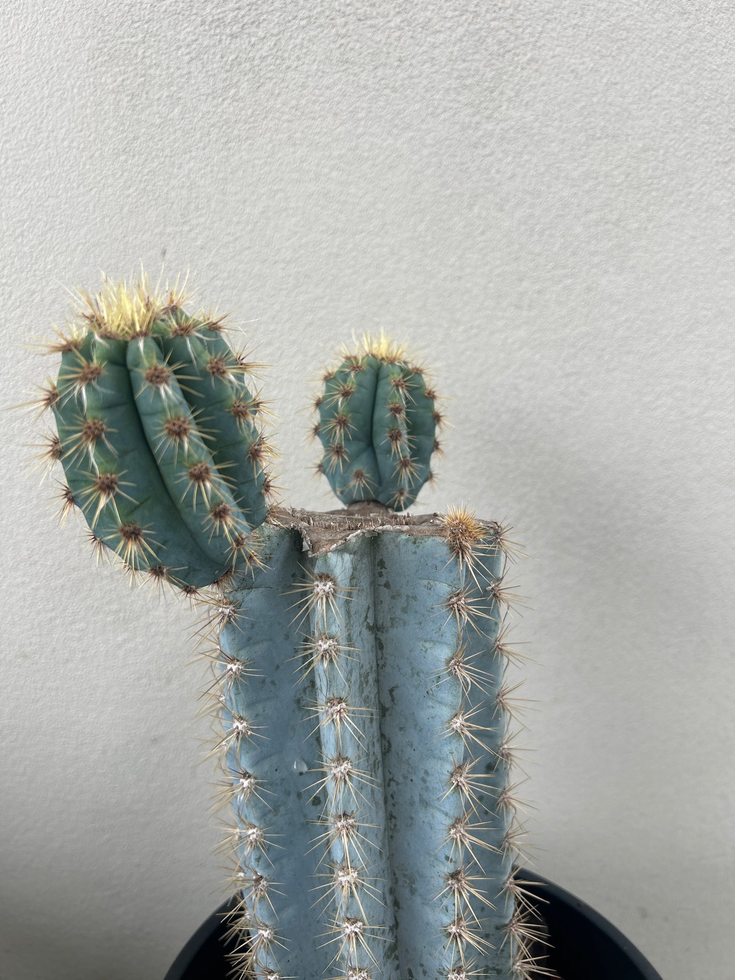 Blue Torch Cactus