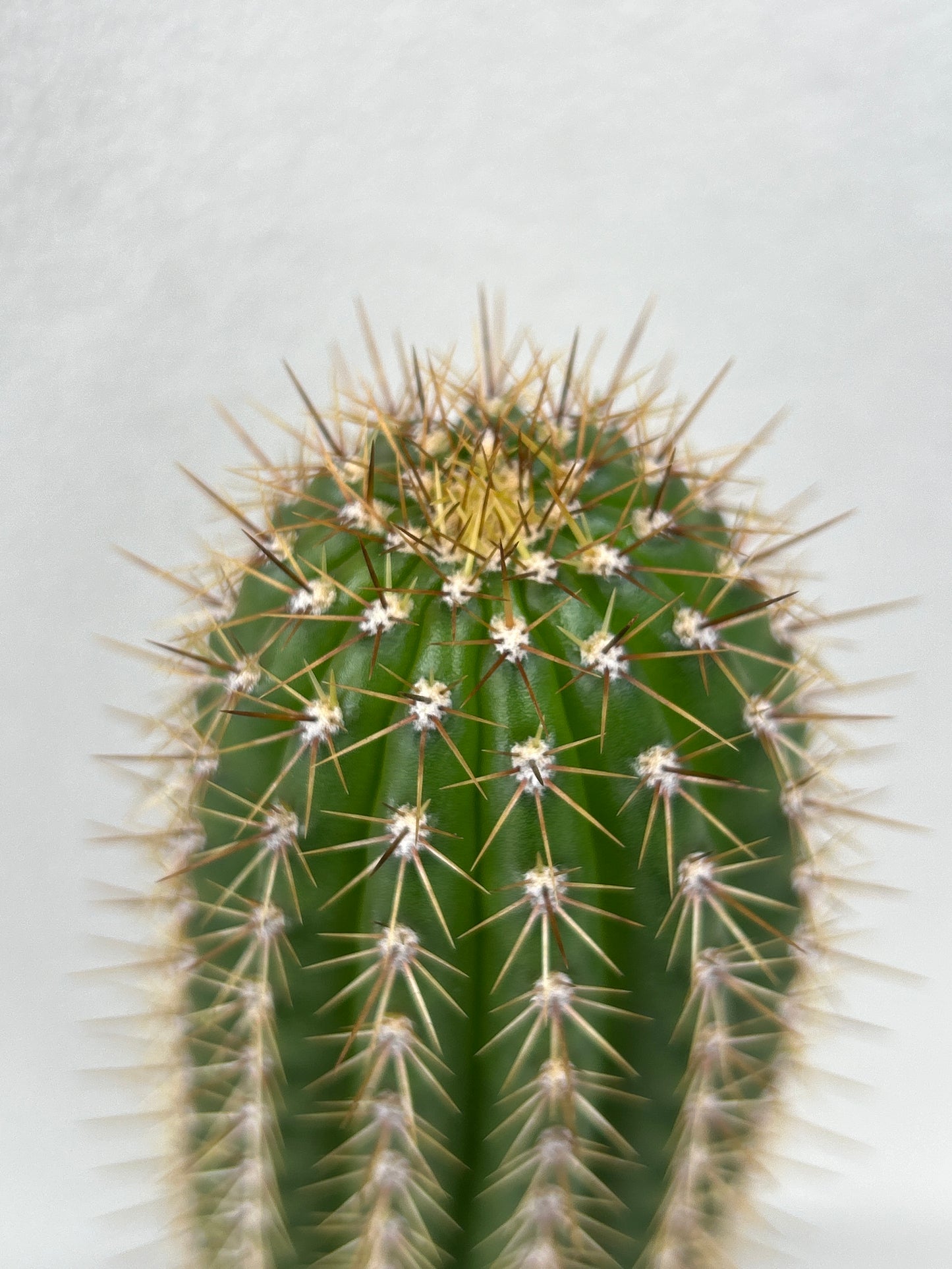 Golden Torch Cactus