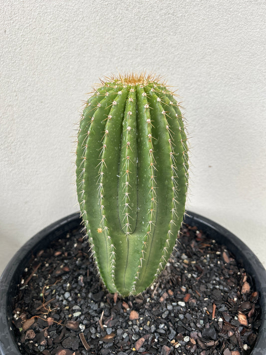 Neobuxbaumia Euphorbioides