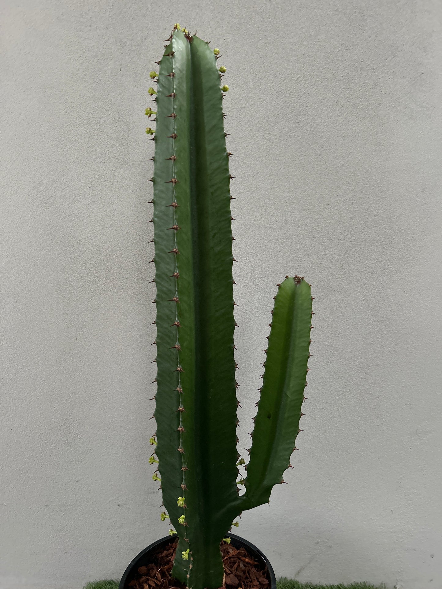 Euphorbia Cowboy