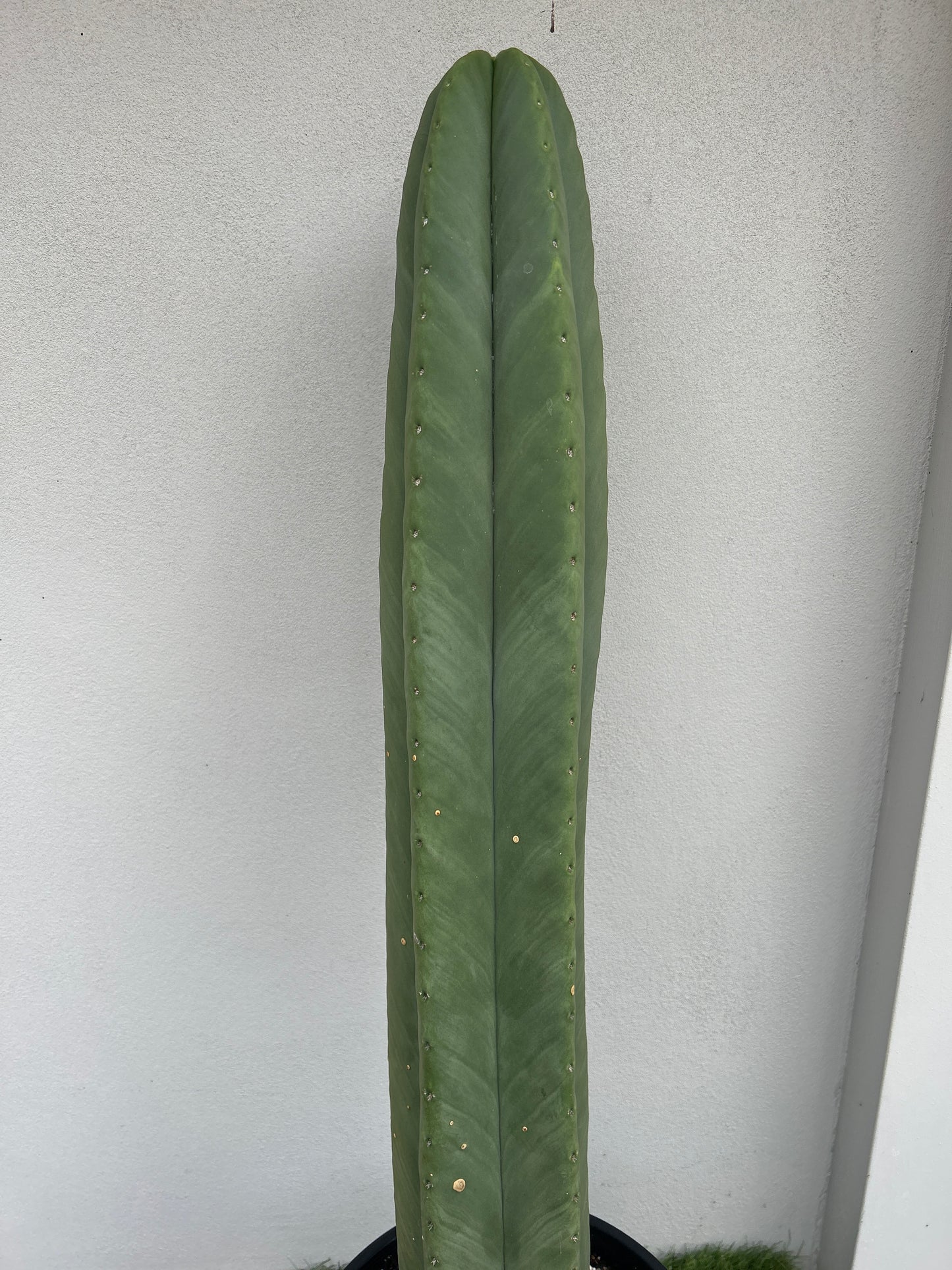 Echinopsis Scopulicola - Large