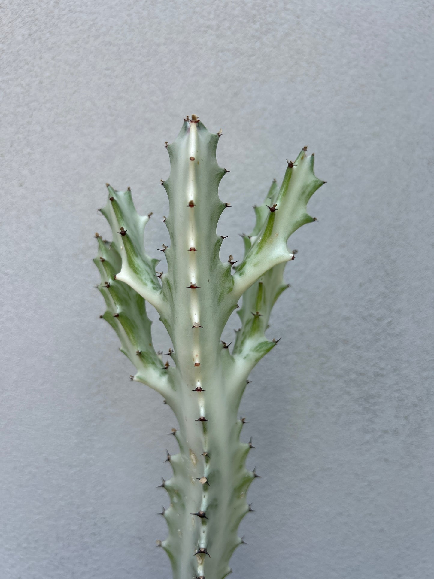 Ghost Cactus (Euphorbia lactea)