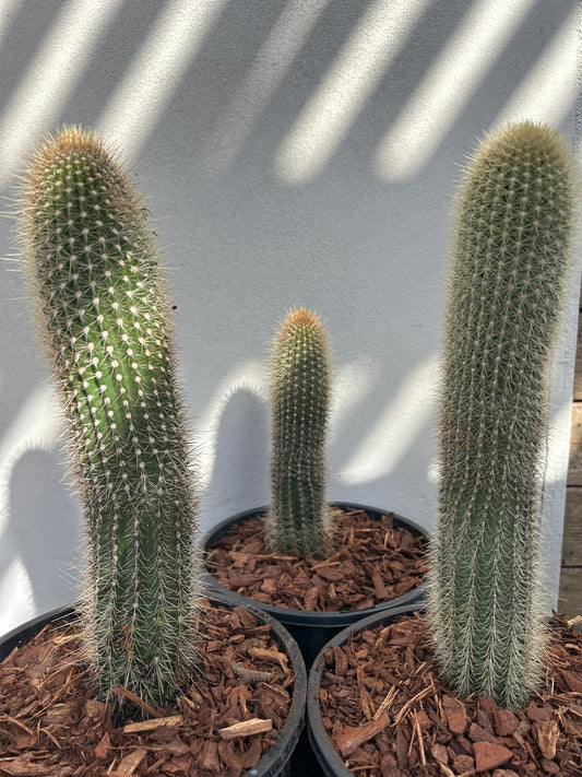 Stephanocereus Cactus Single