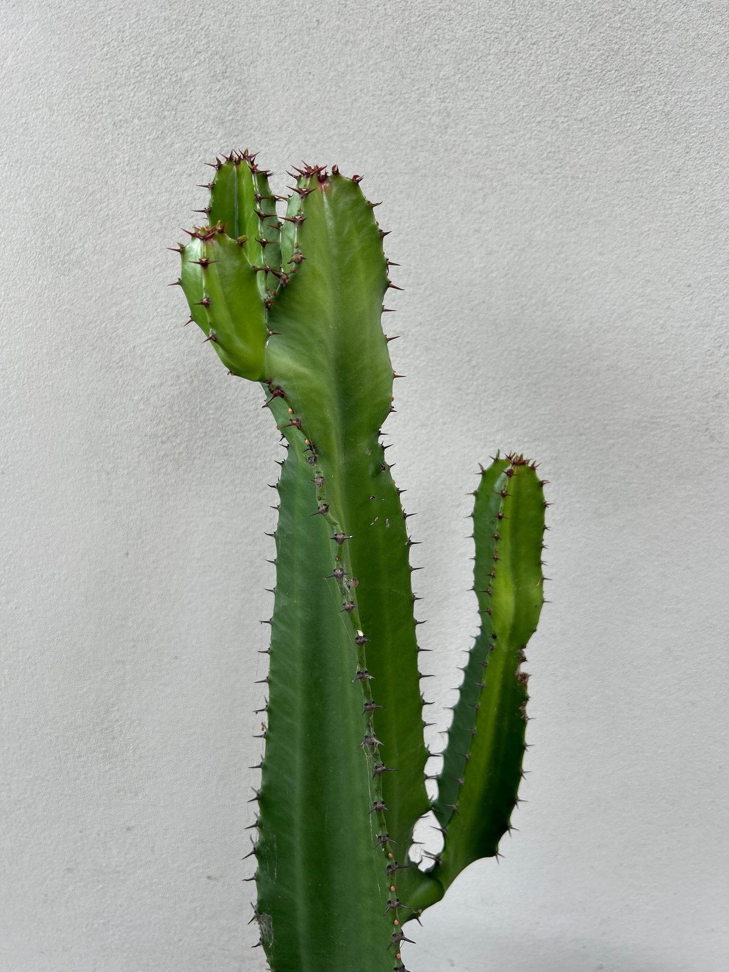 Euphorbia cowboy