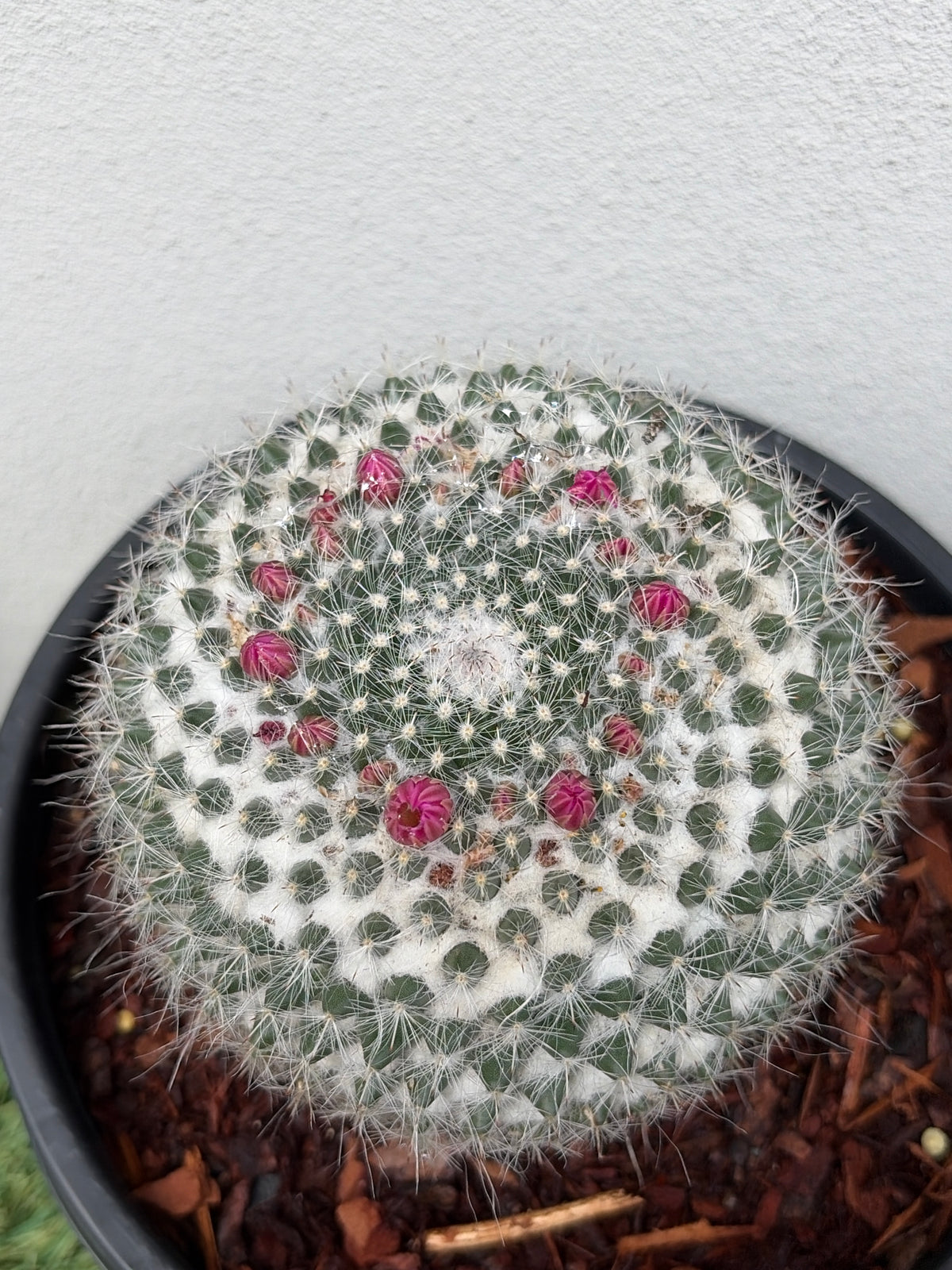 Mamillaria Cactus