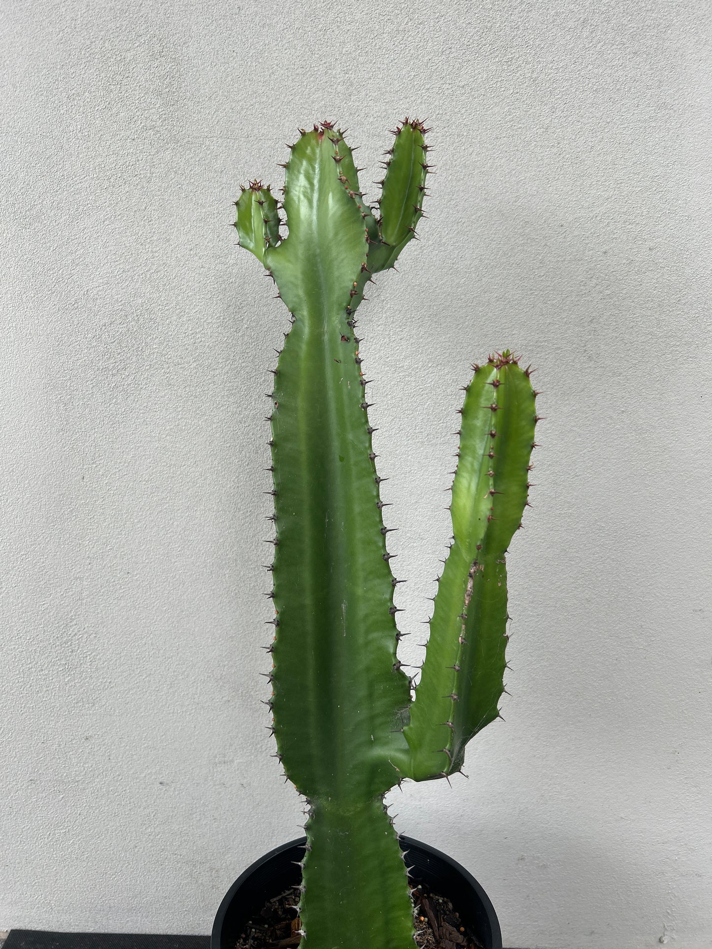 Euphorbia cowboy