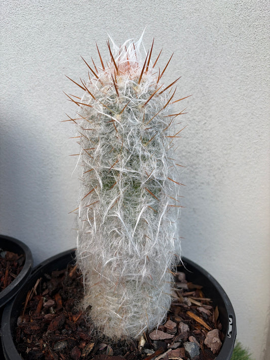 Old man cactus