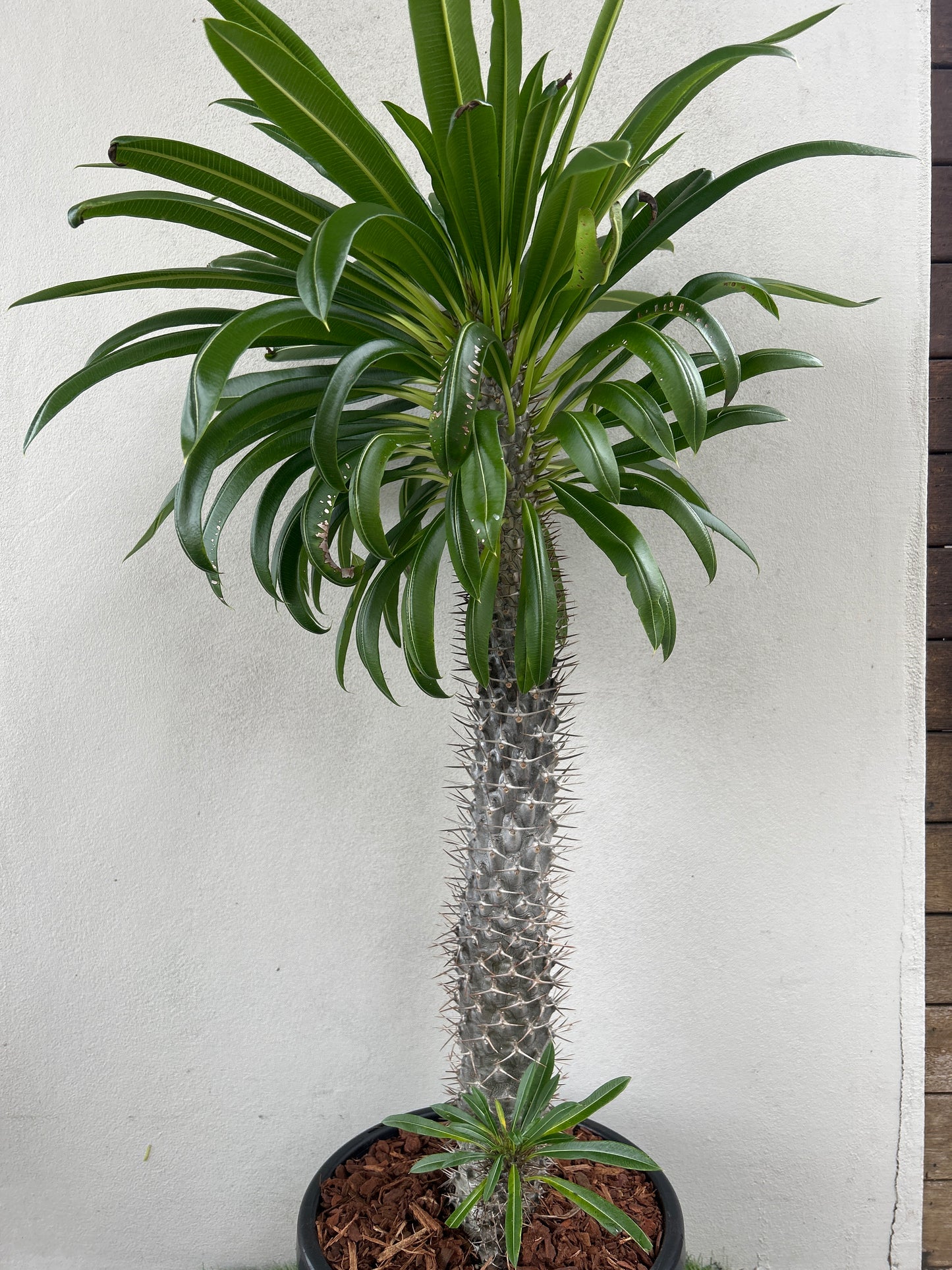 Madagascar Palm - Large