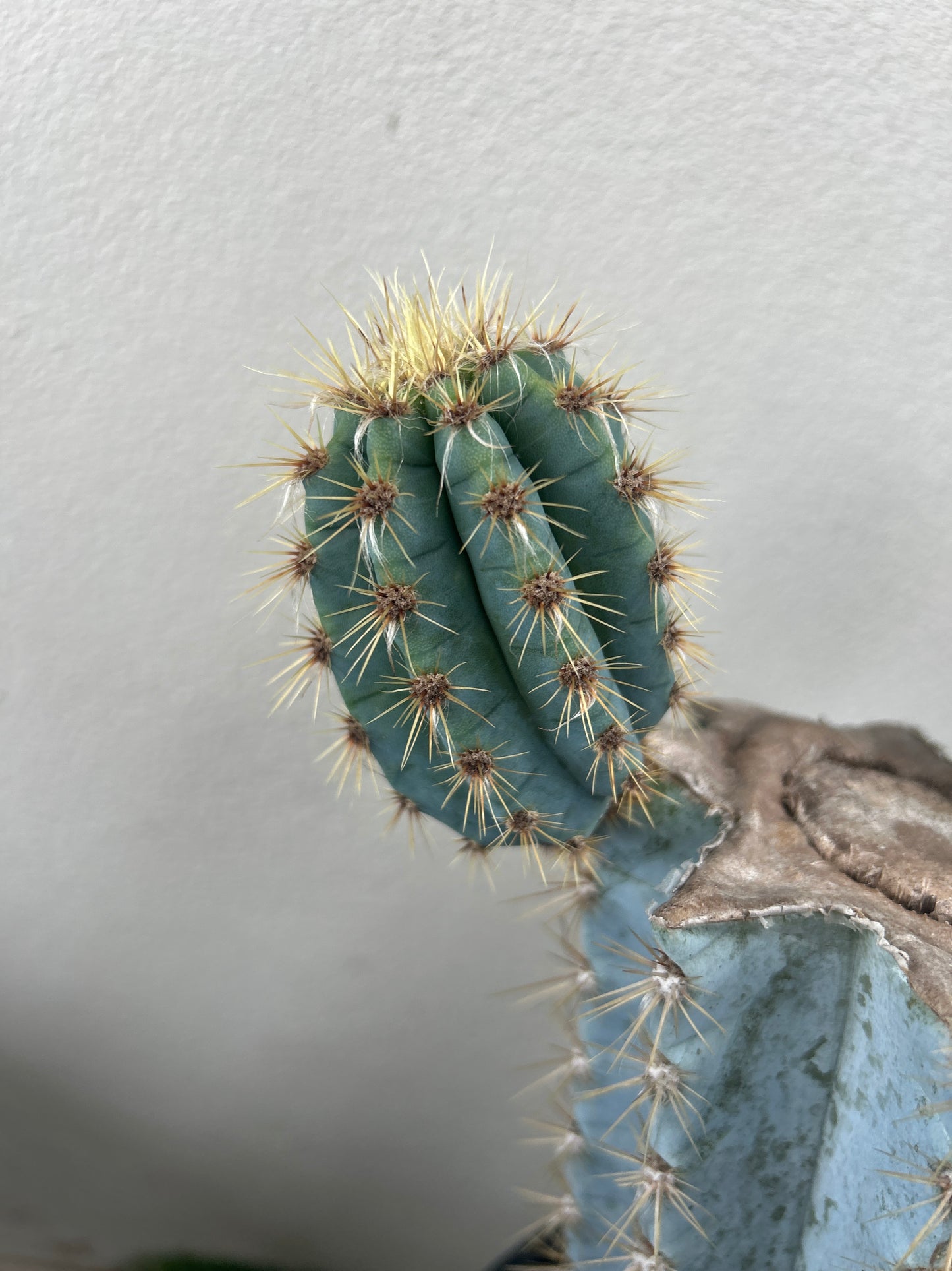 Blue Torch Cactus