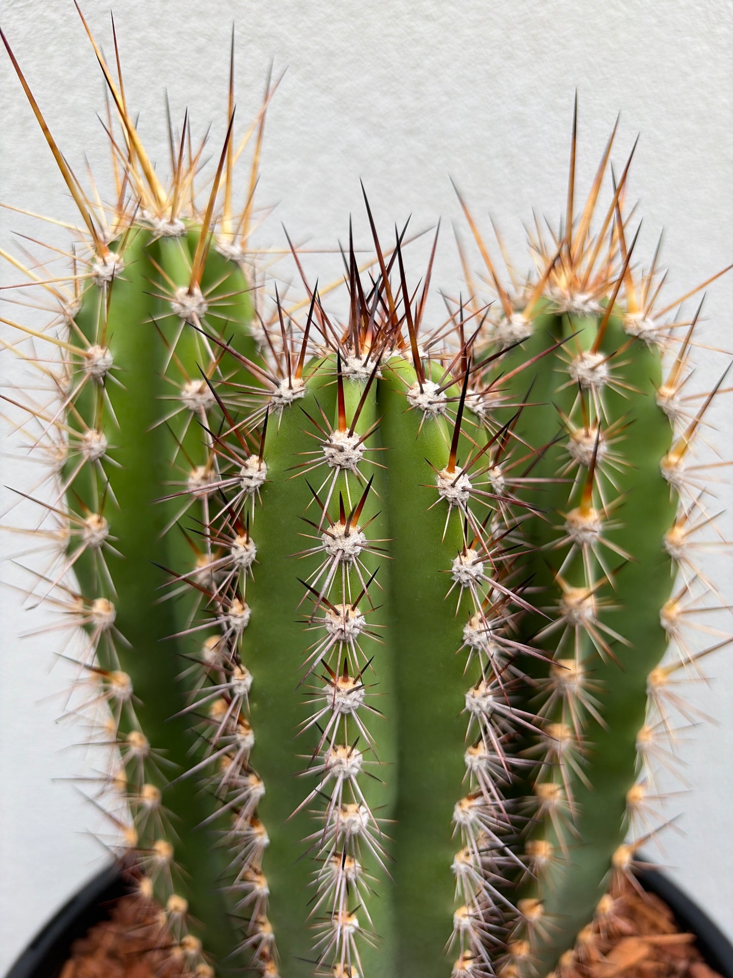 Baseball Bat Cactus