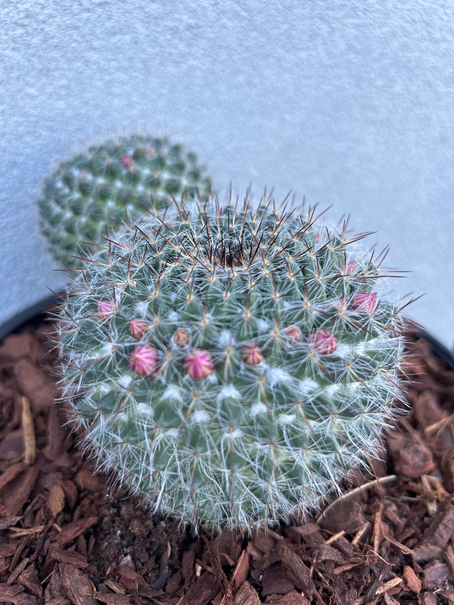 Mamillaria Cactus