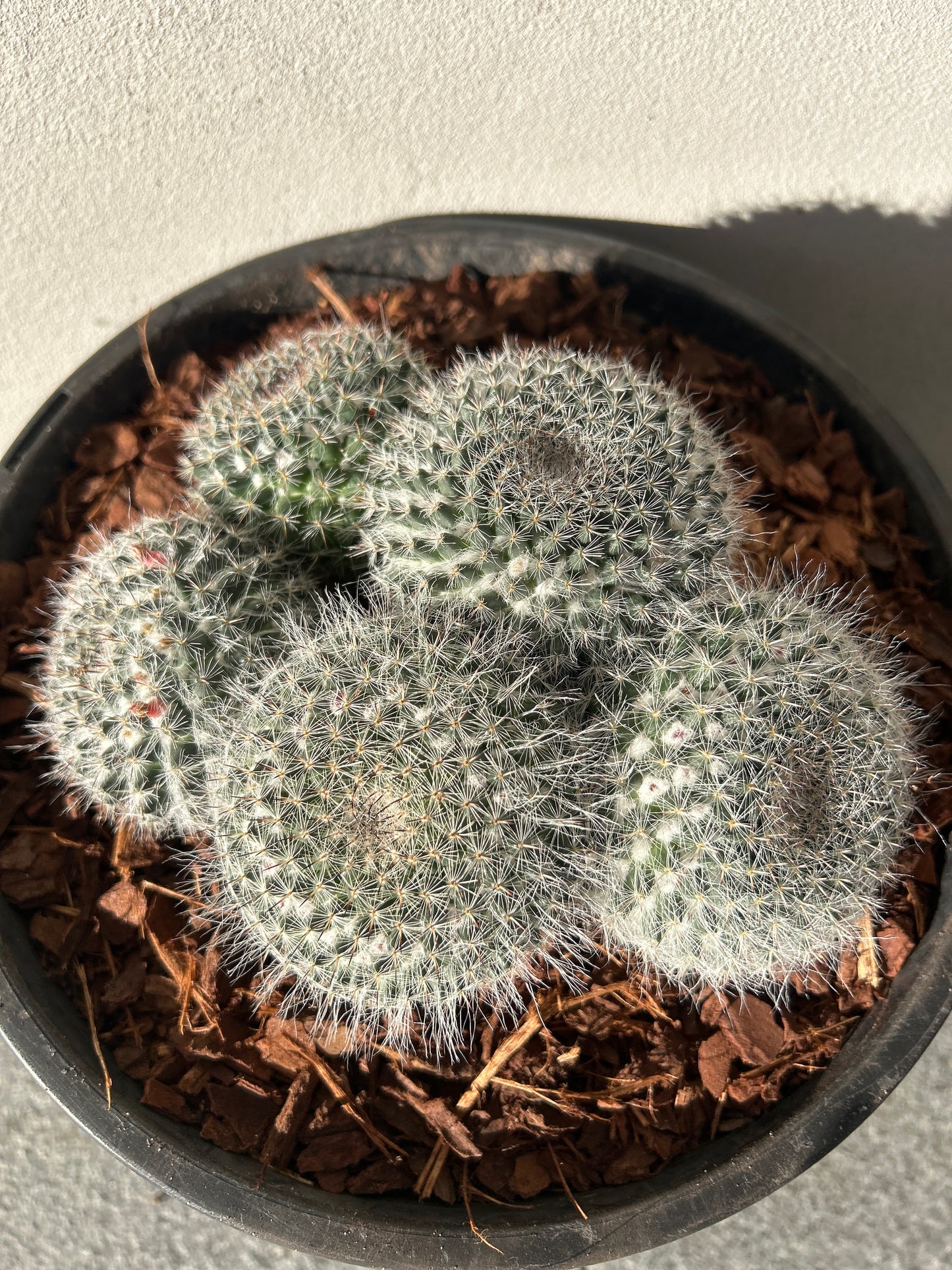 Mamillaria Cactus Cluster