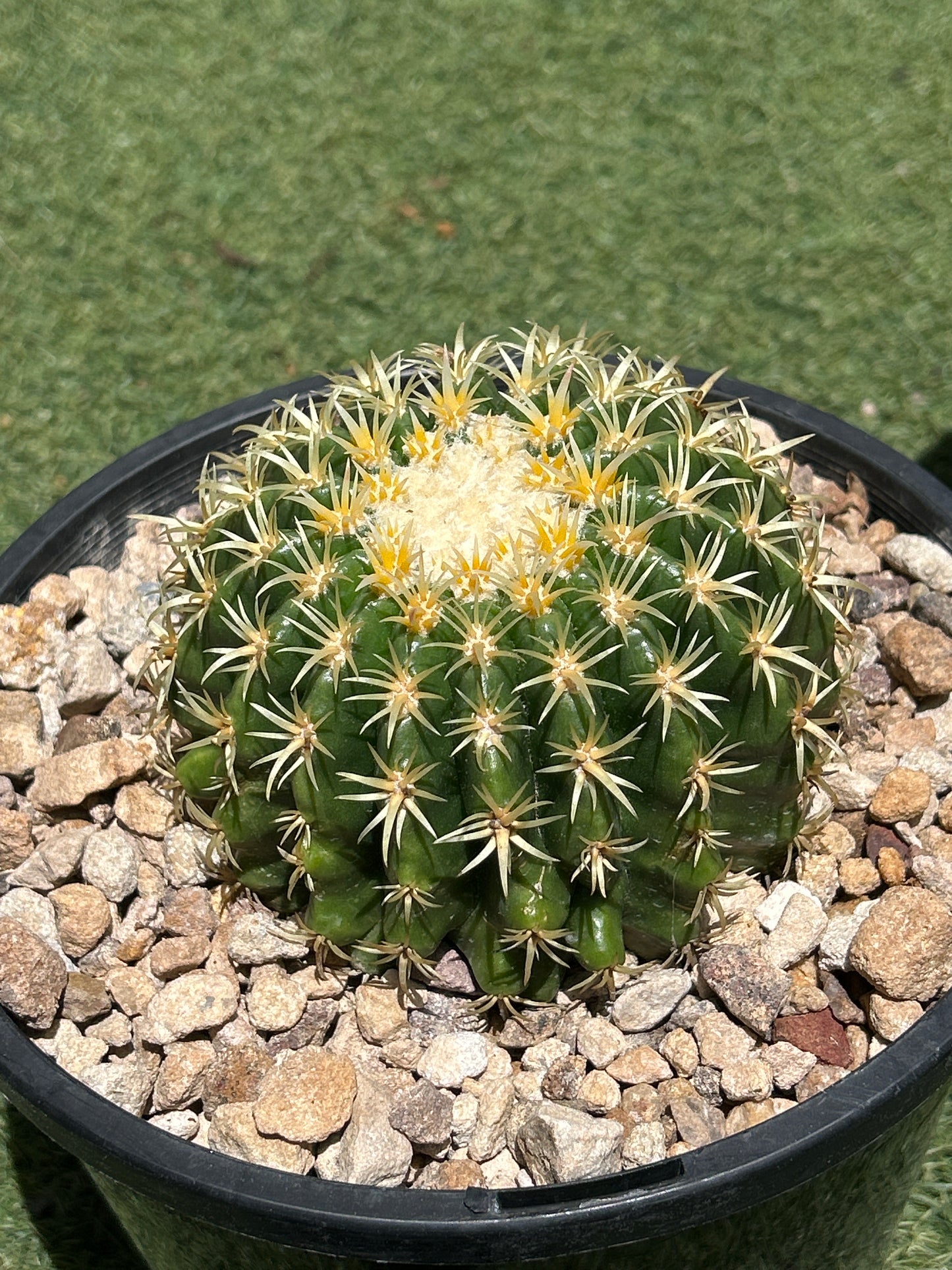 Echinocactus Brevispinus (Short spine barrel)