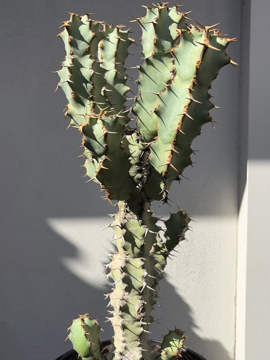 Euphorbia ceorulescens