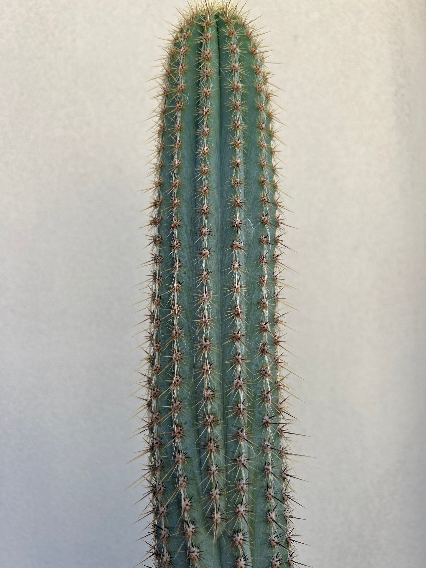 Pilosocereus Blue Torch Cactus