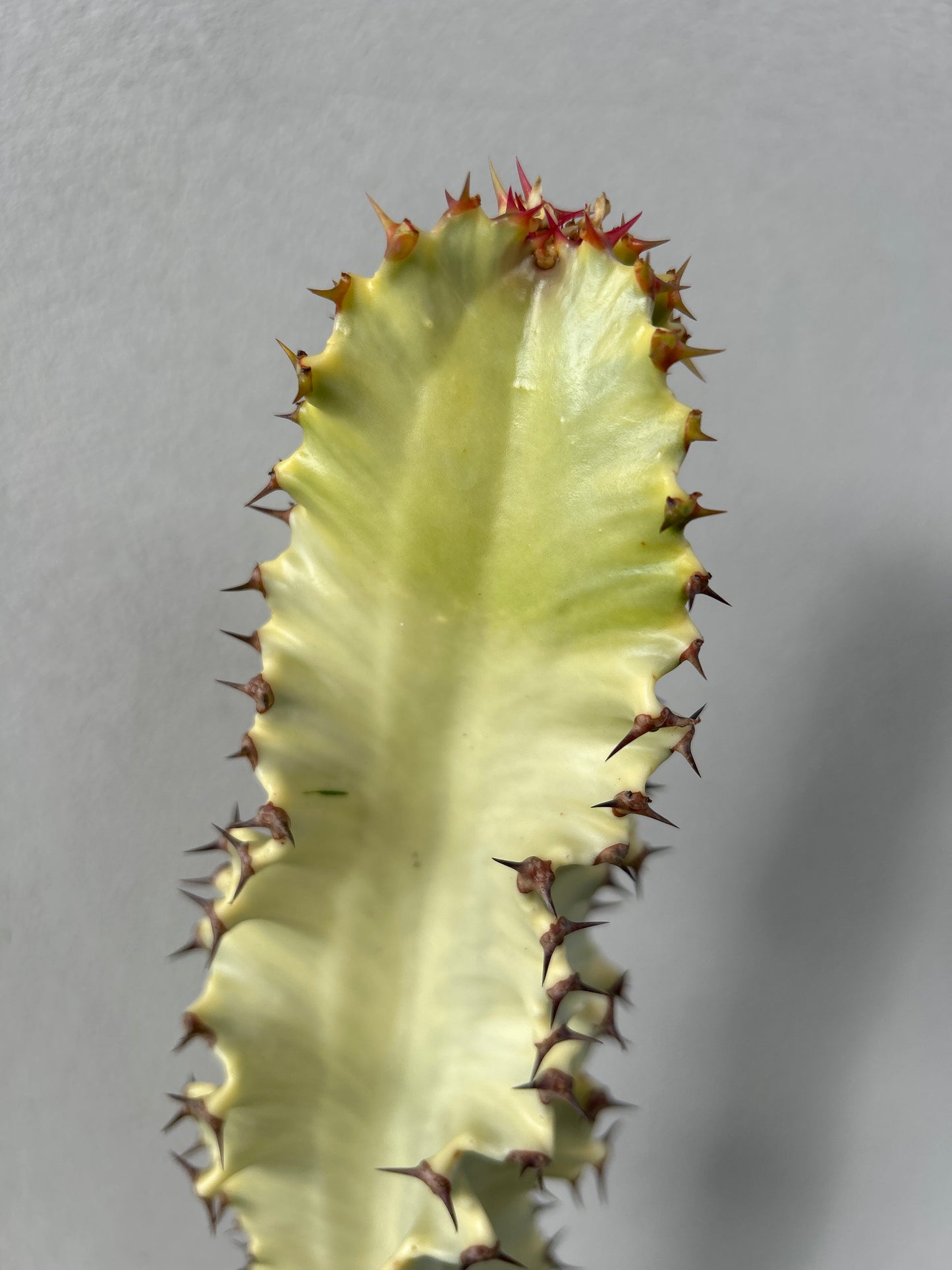 Euphorbia Ammak