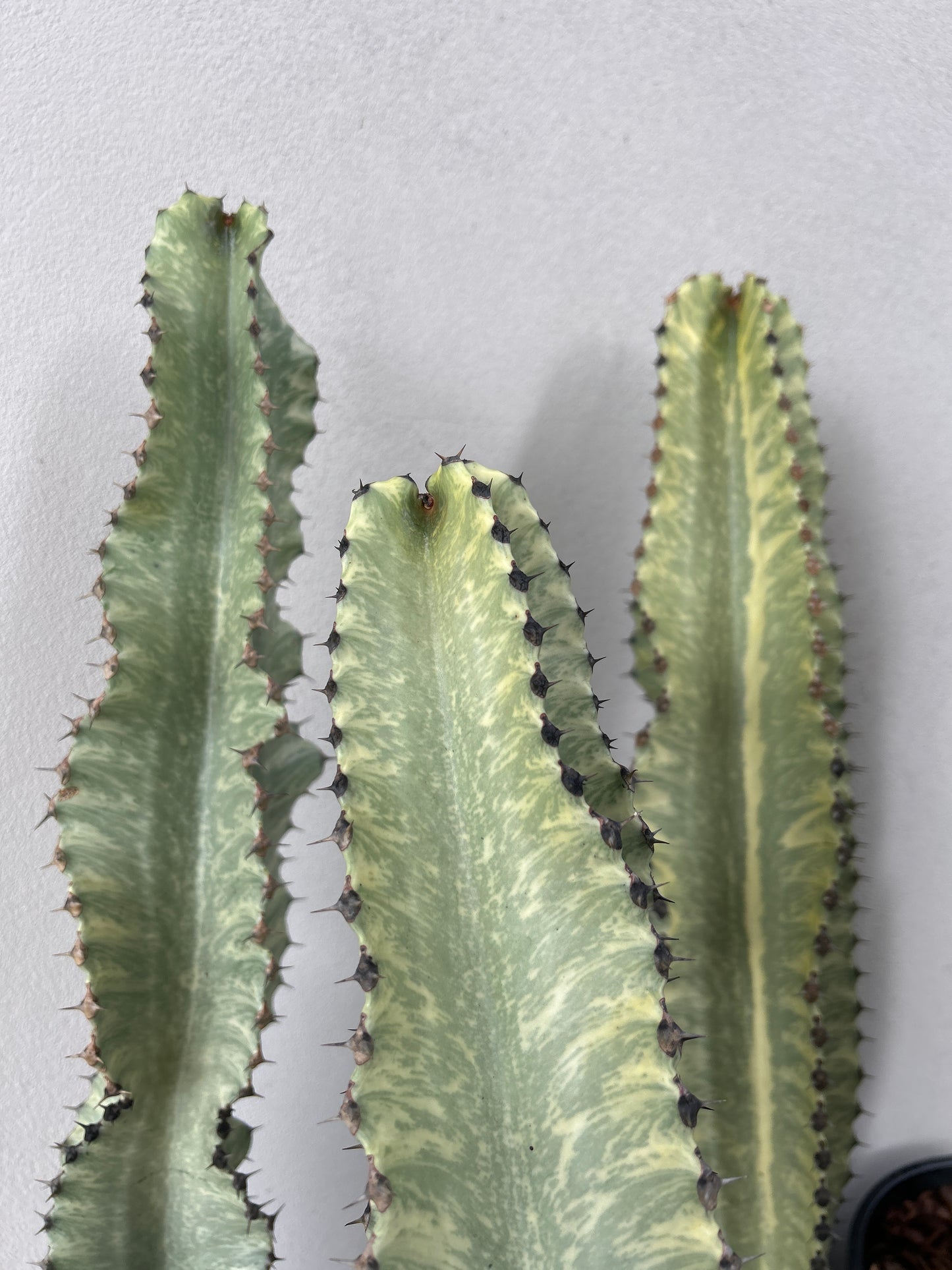 Euphorbia Ammak
