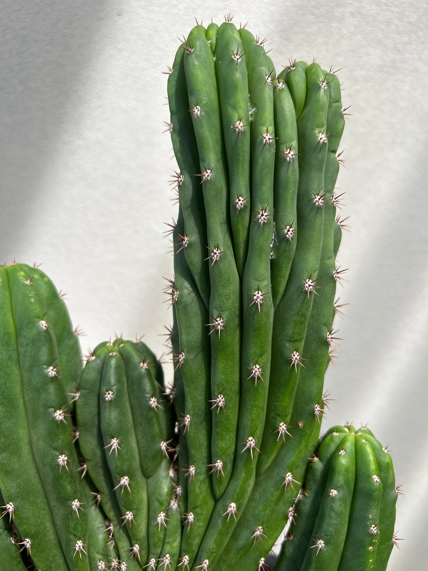 CRESTED Cactus