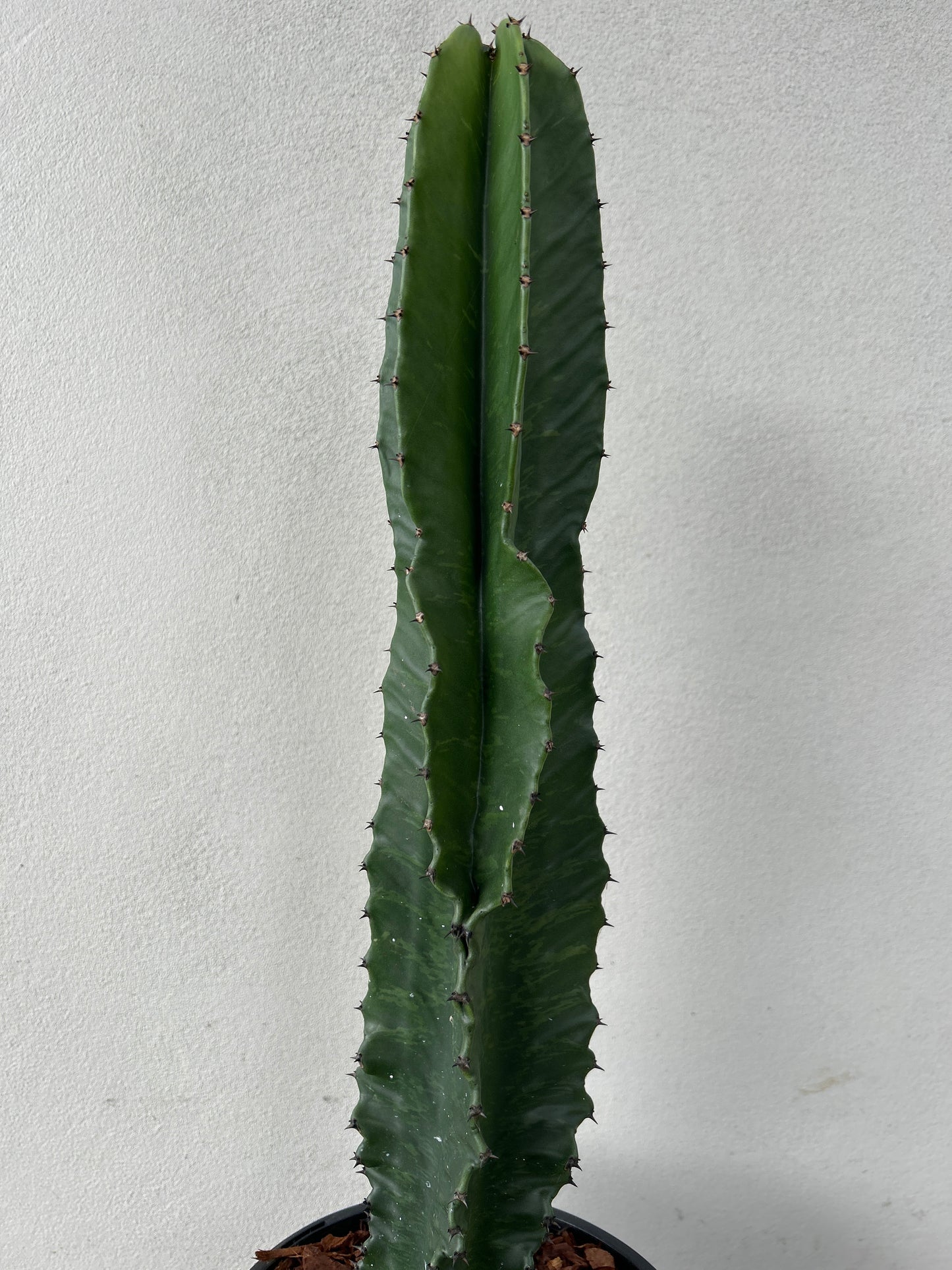 Euphorbia Ingen