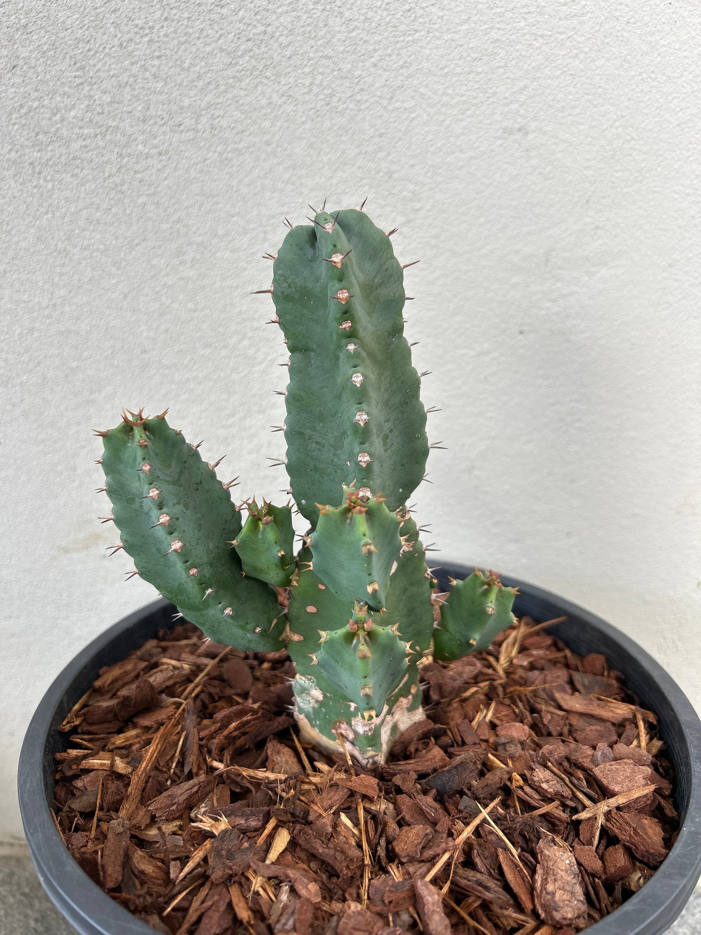 Euphorbia resinifera - Moroccan Mound