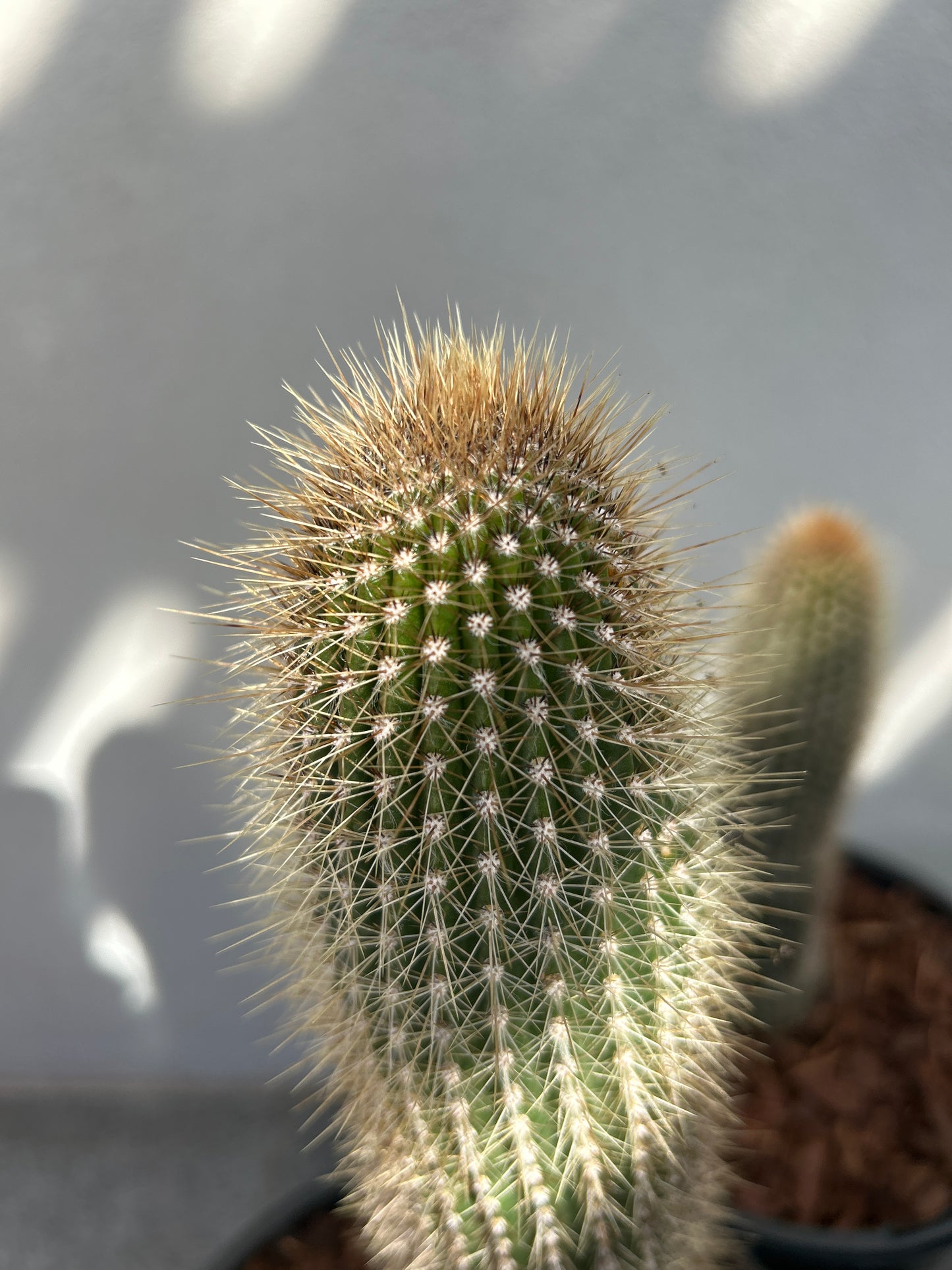 Stephanocereus Cactus Single