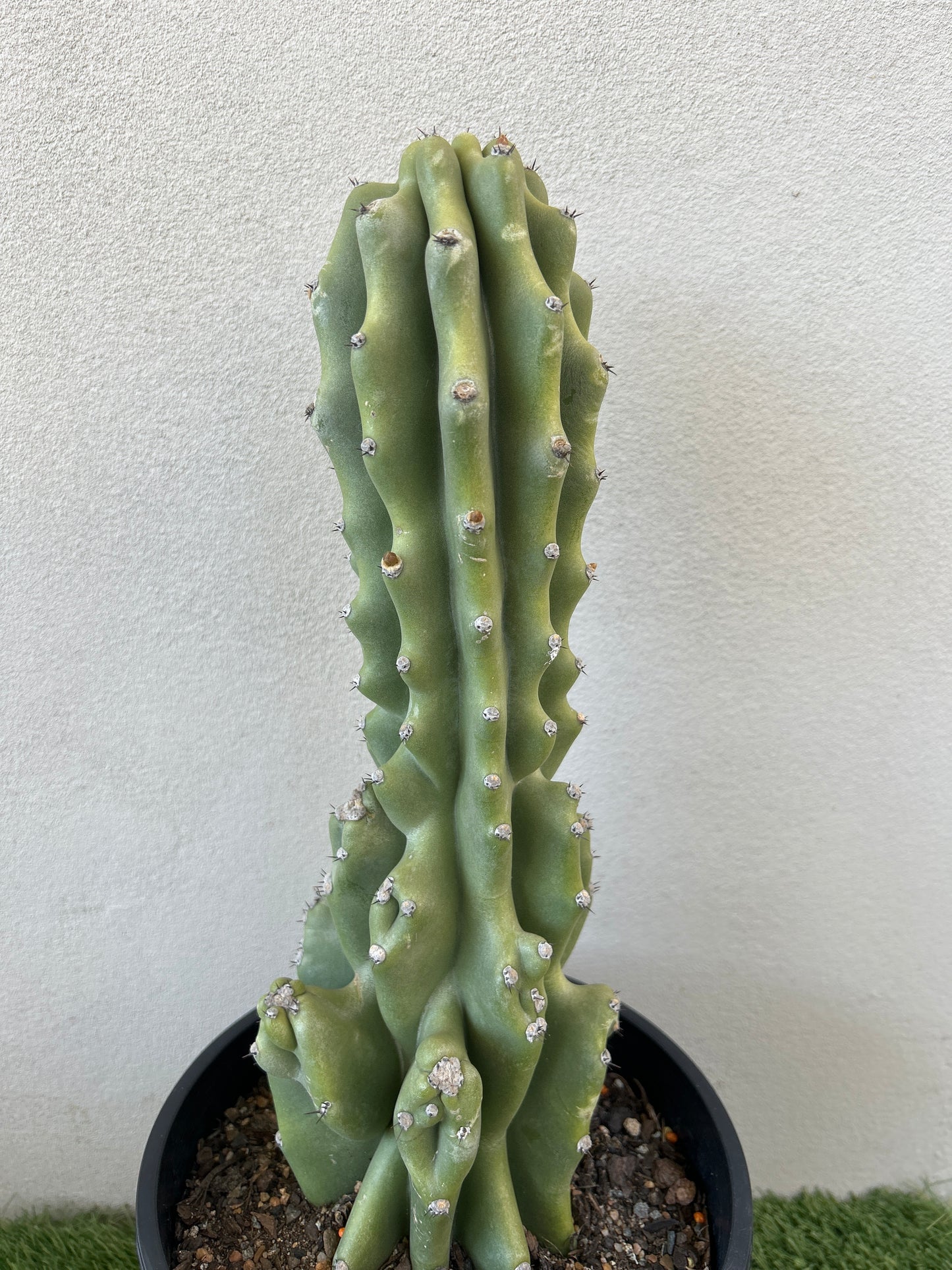 Monstrose Cactus