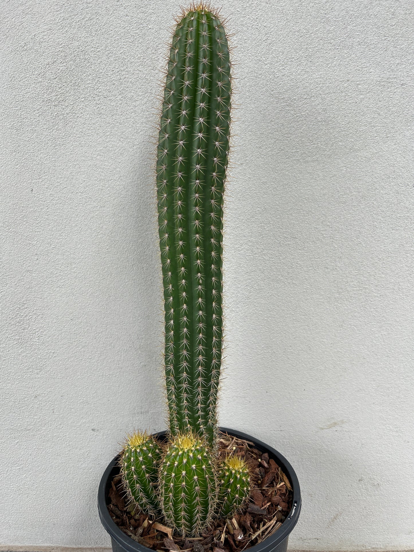 Golden Torch Cactus