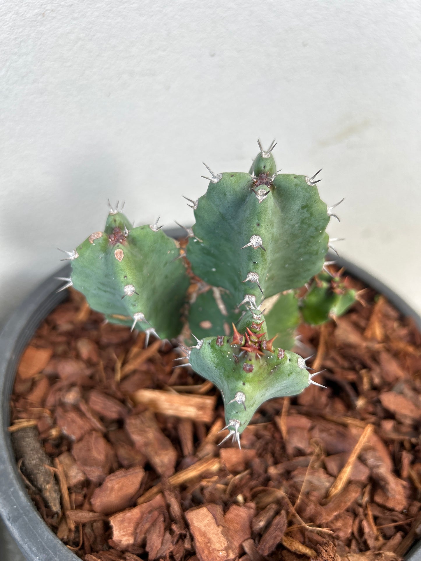 Euphorbia resinifera - Moroccan Mound