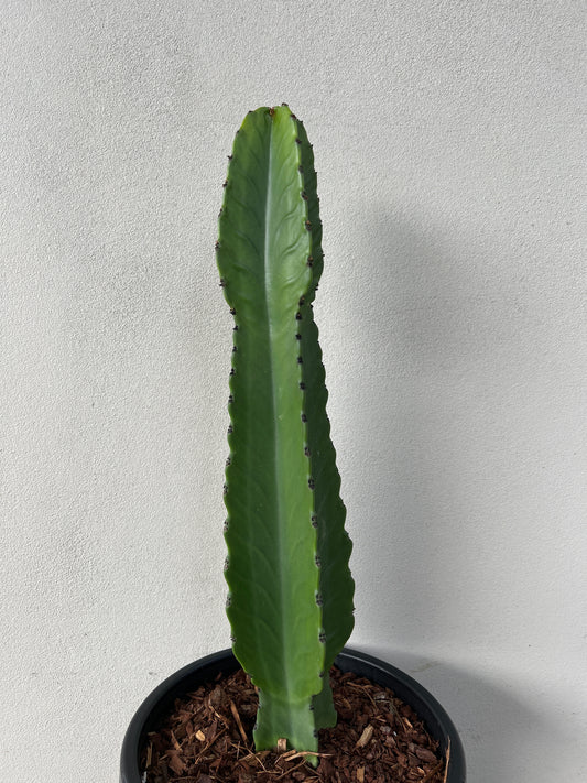 Euphorbia Ingen Cactus