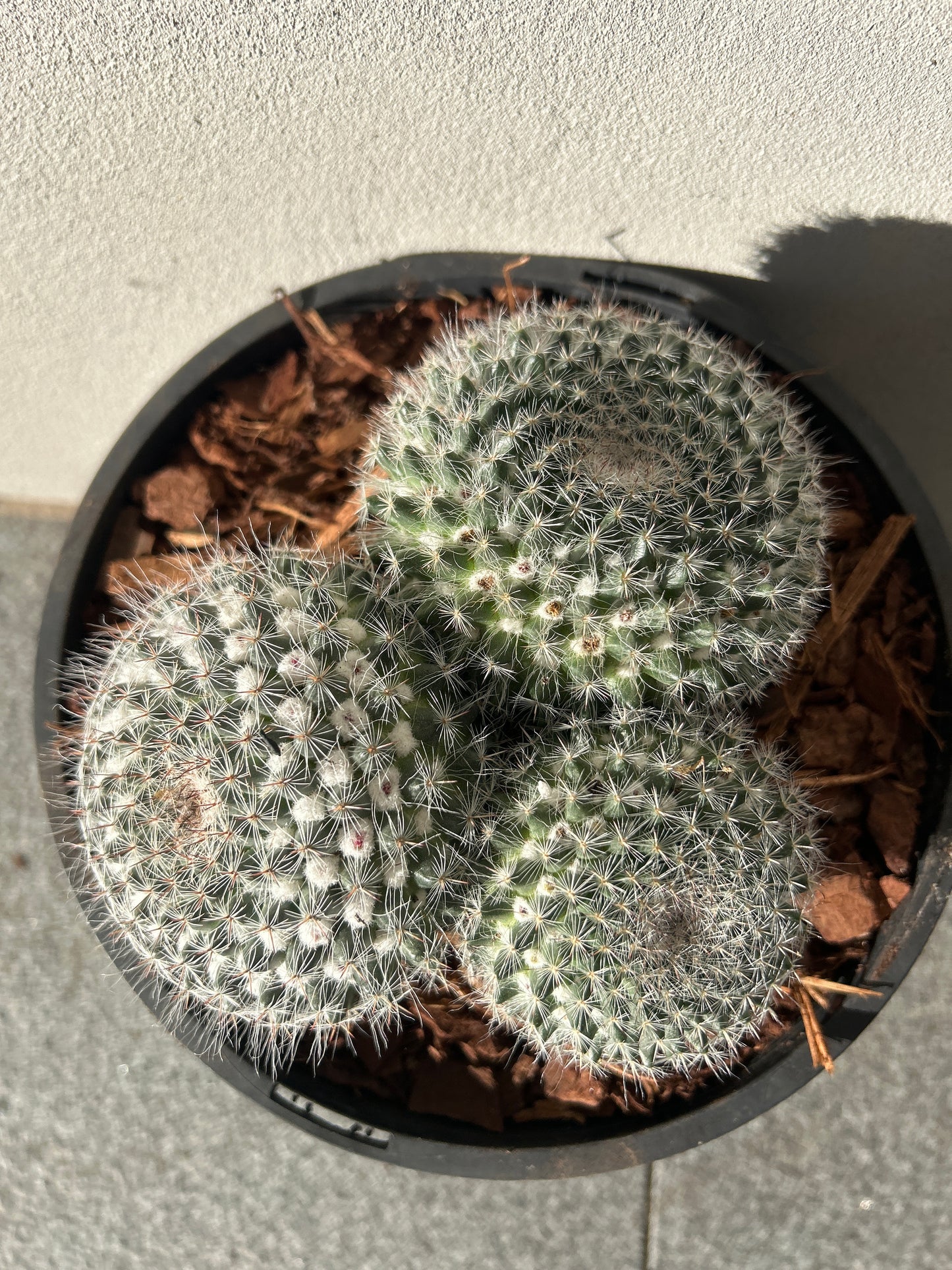 Mamillaria Cactus Cluster Small