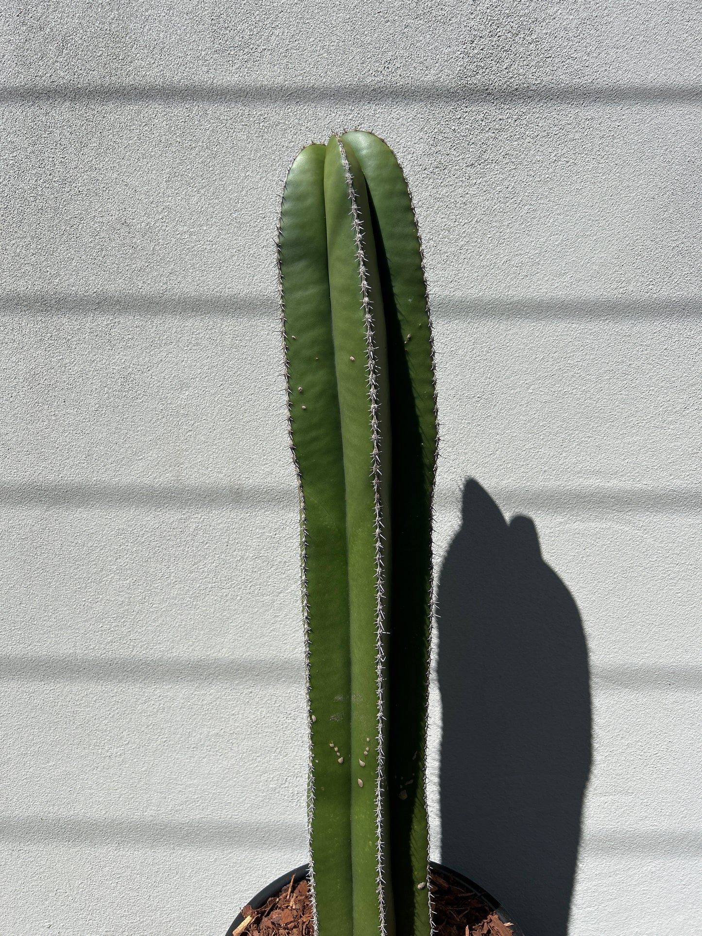 Mexican Fence Post