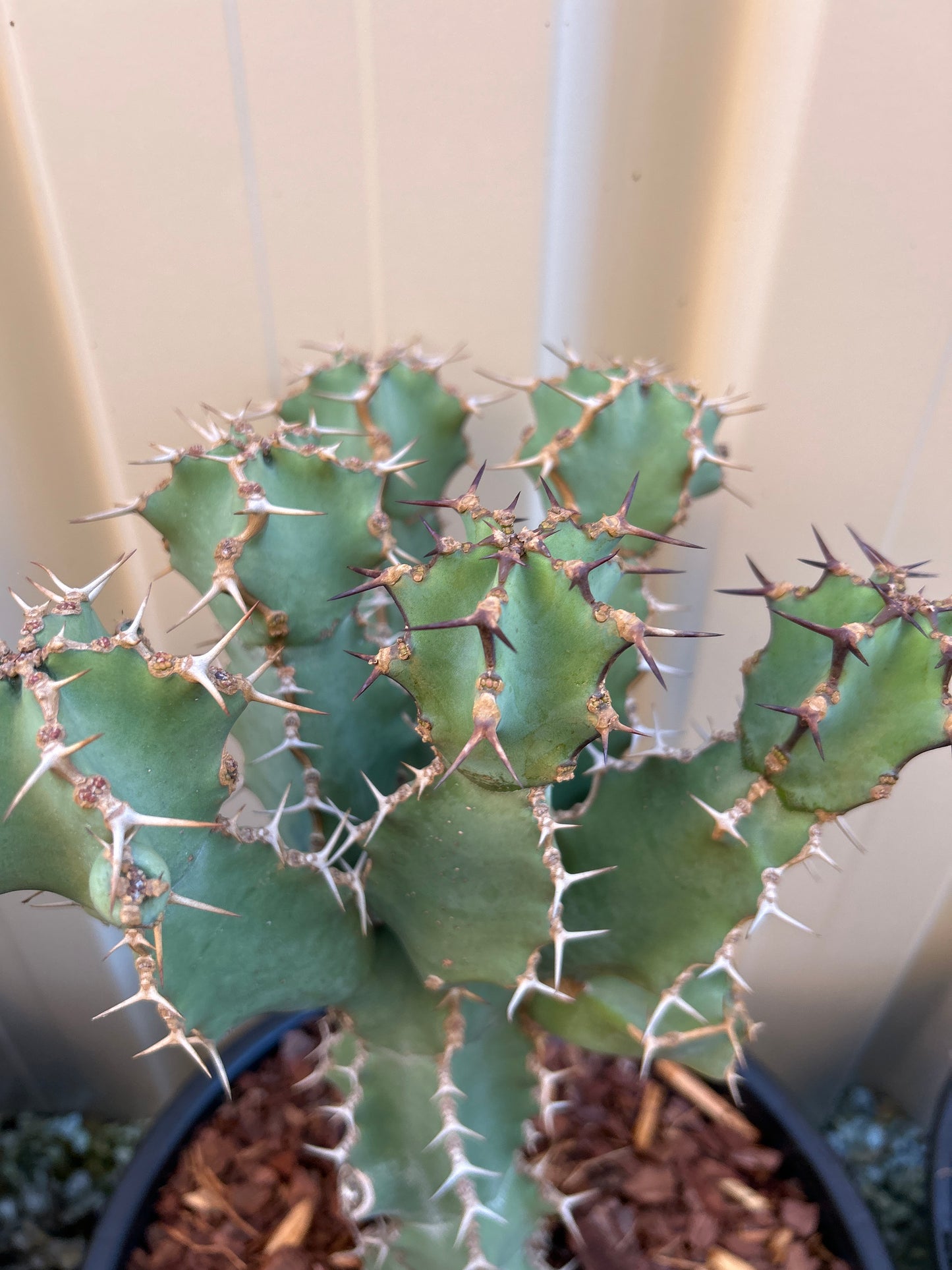 Euphorbia ceorulescens