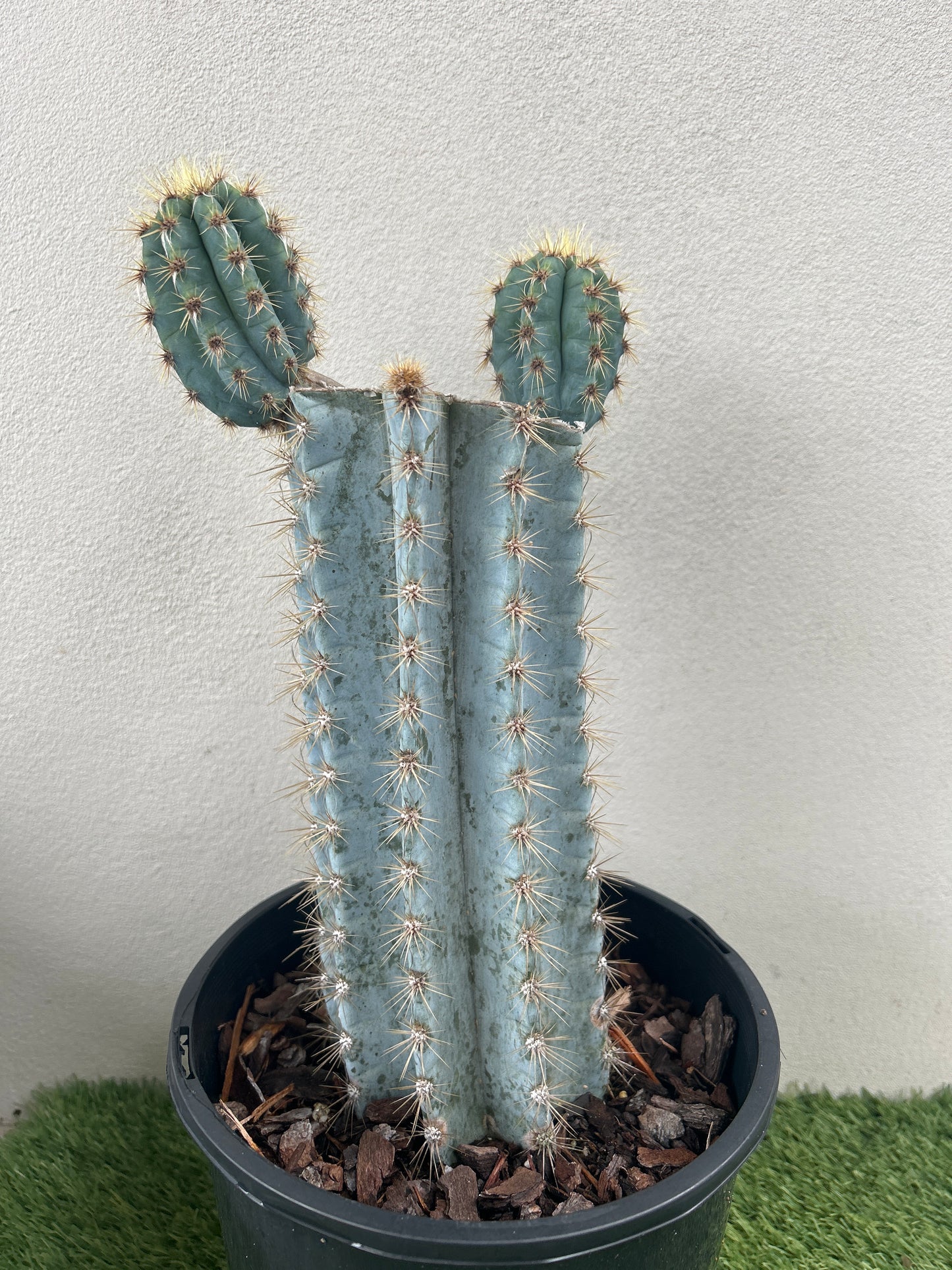 Blue Torch Cactus