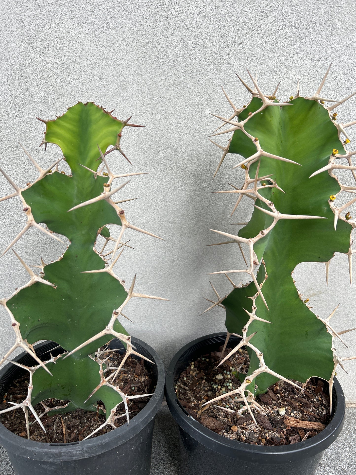 Cowhorn Cactus 1