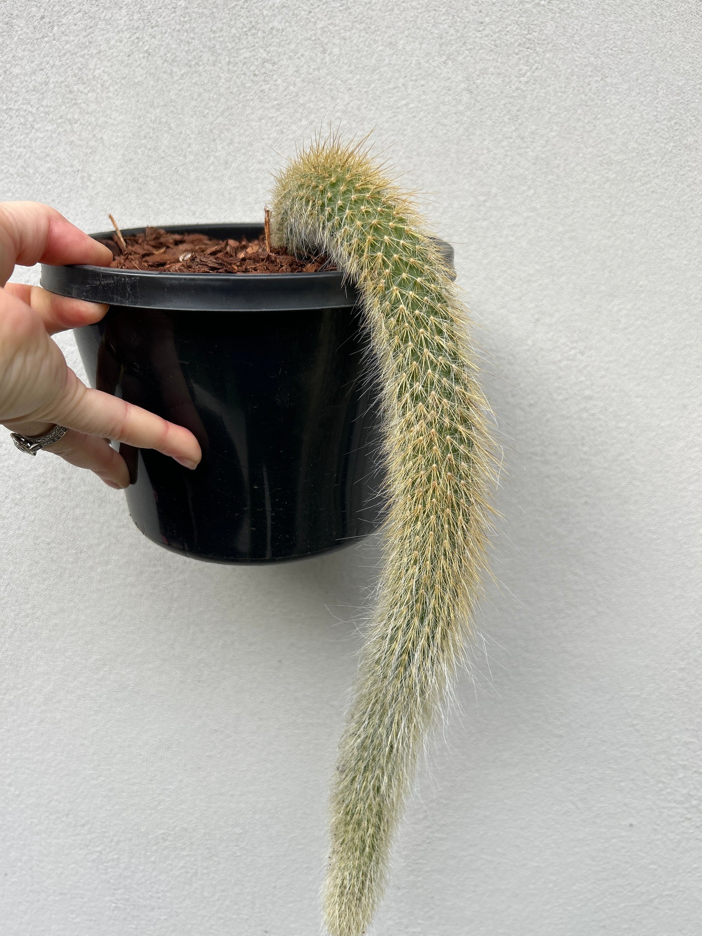 Monkey Tail Cactus