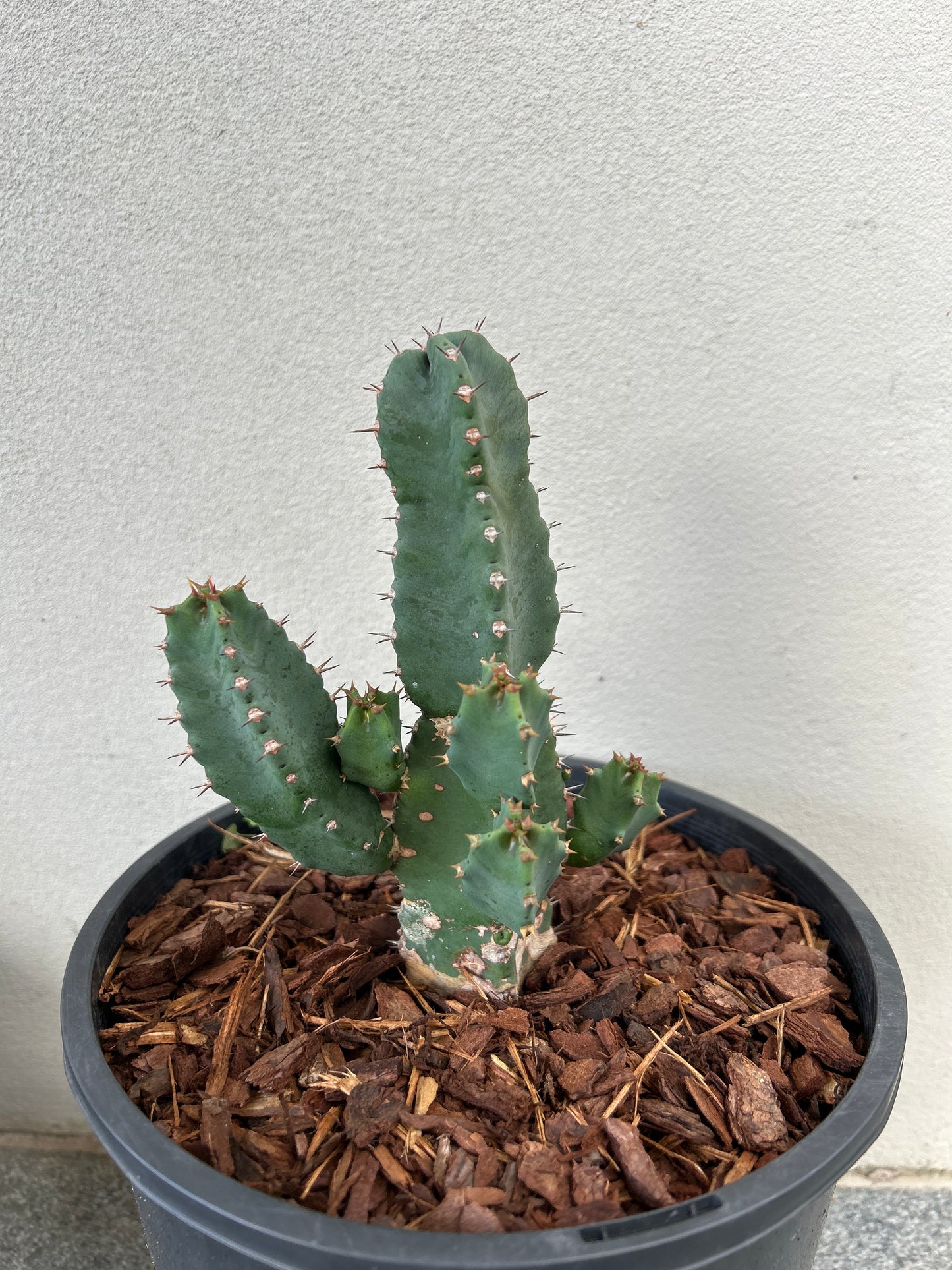Euphorbia resinifera - Moroccan Mound