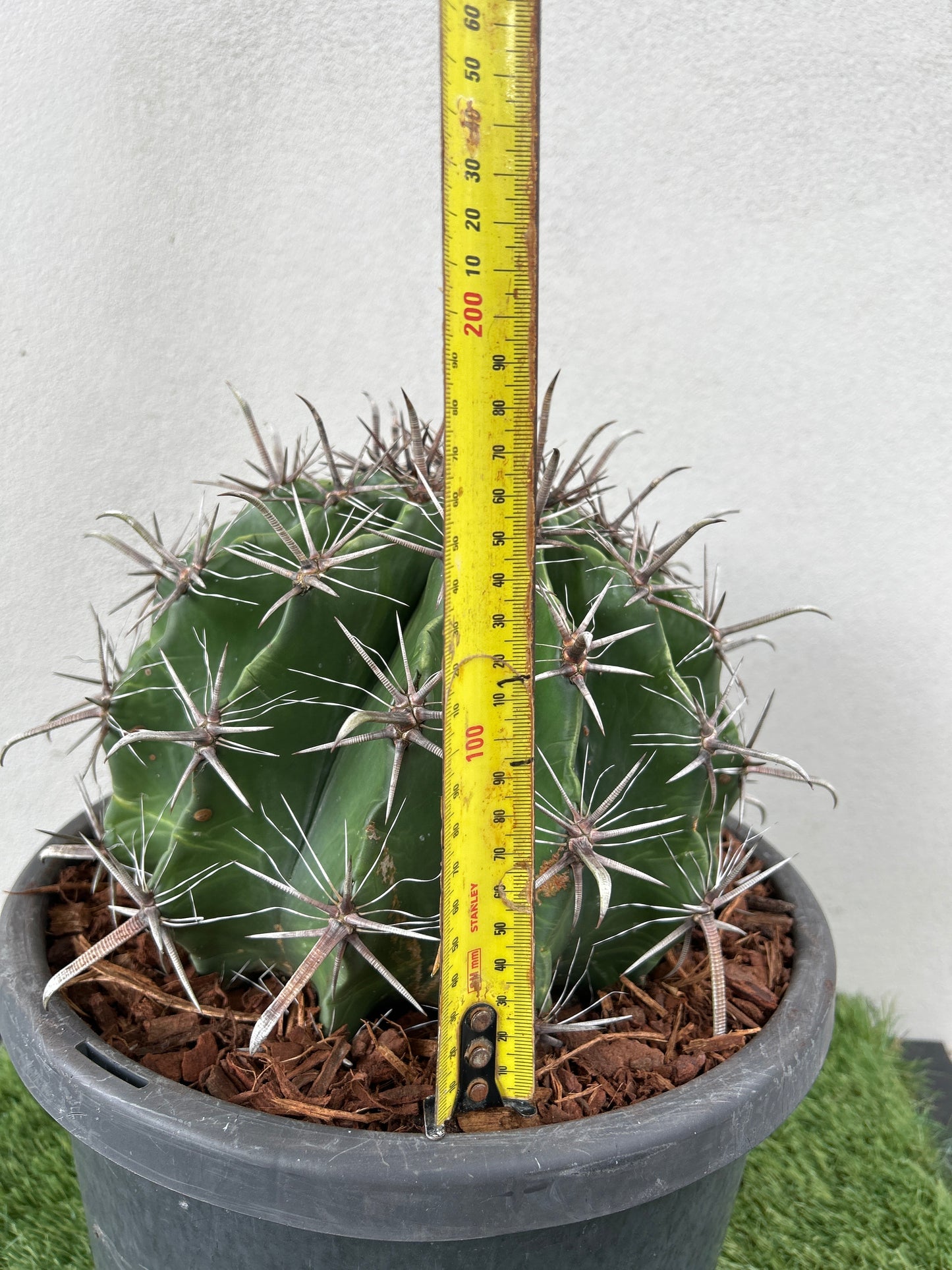 Ferocactus wislizeni – Fishhook Barrel Cactus