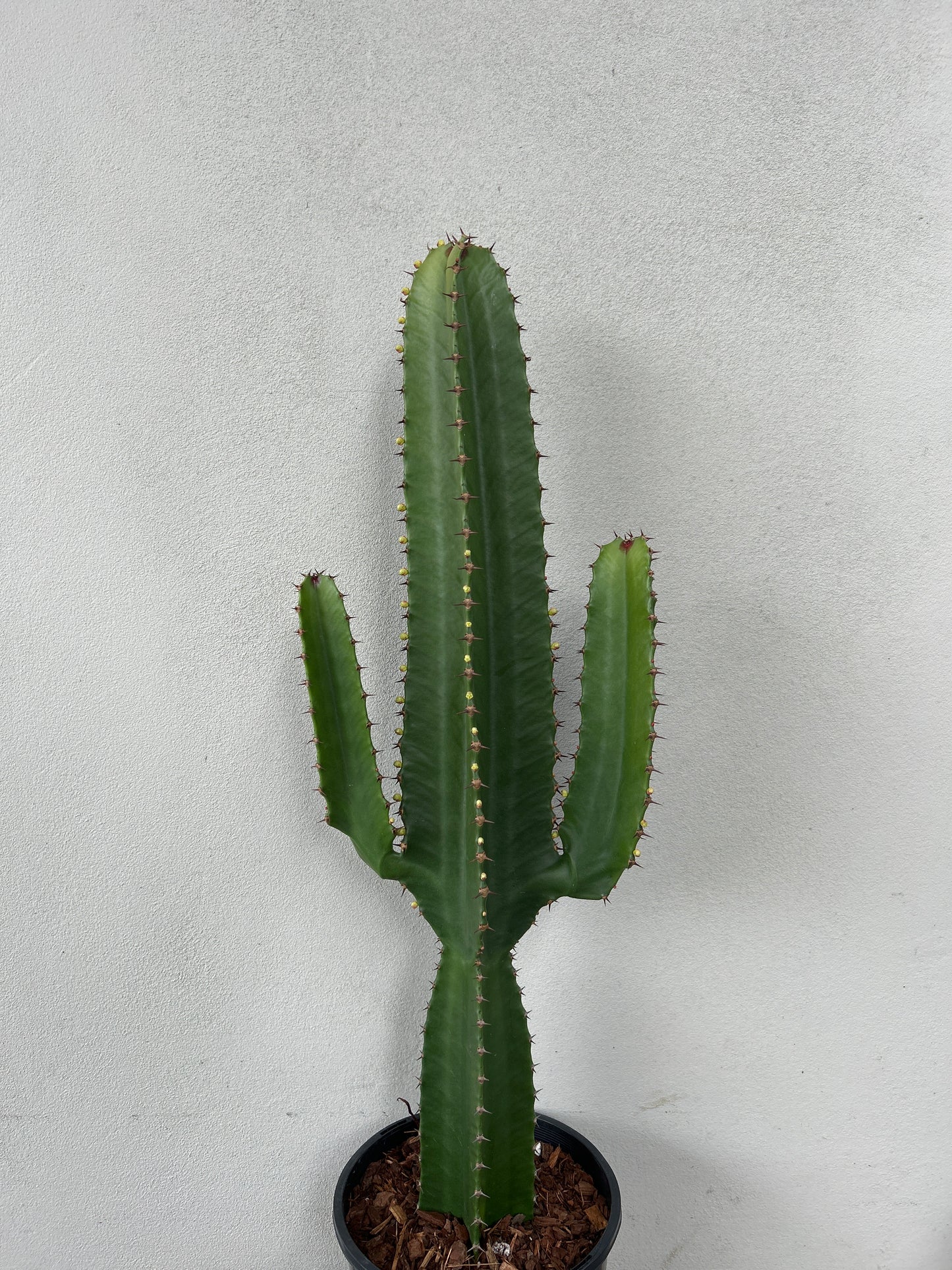 Euphorbia Cowboy 2 arms