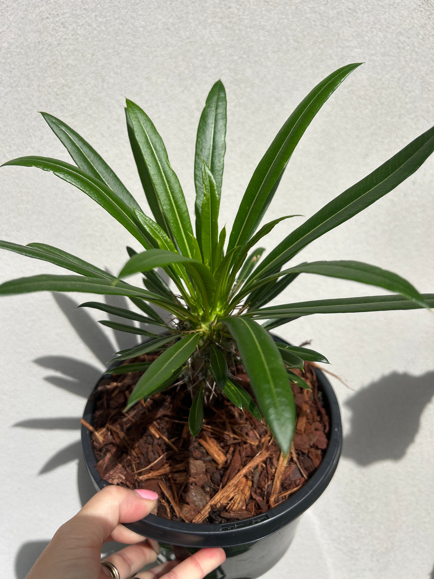 Madagascar Palm Small