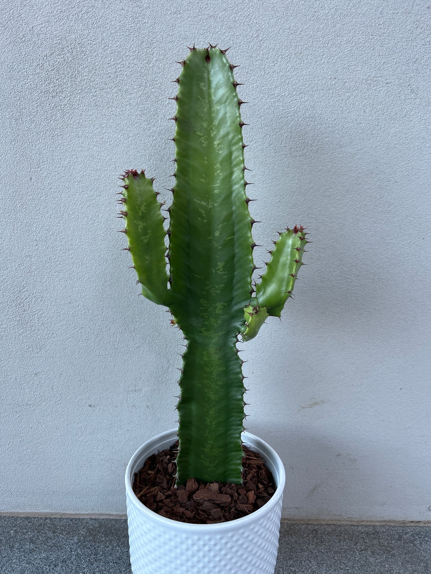 Euphorbia Cowboy w/decorative pot