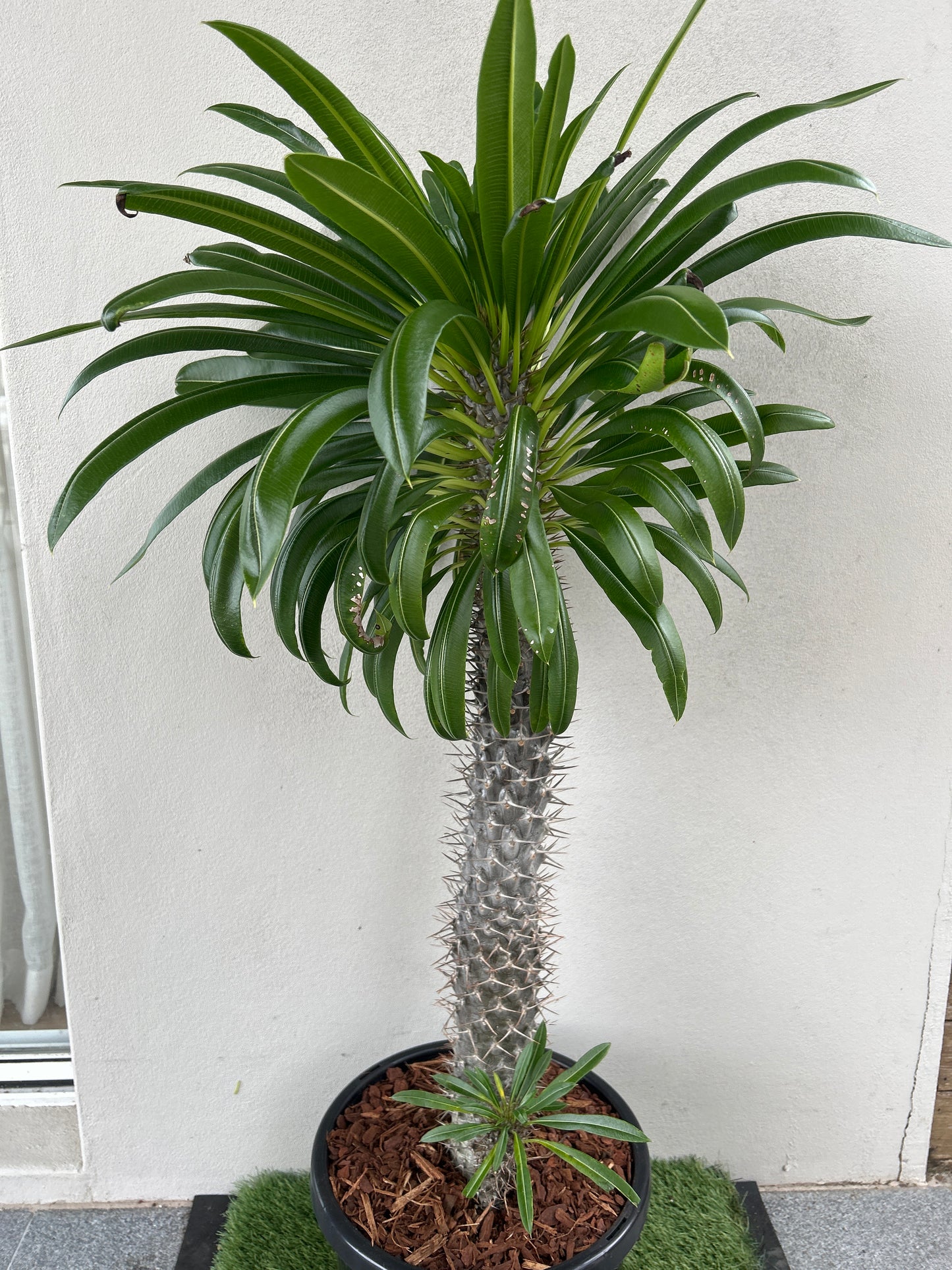 Madagascar Palm - Large