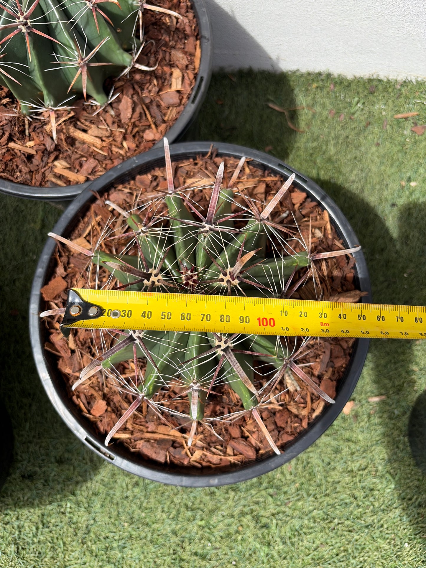 Ferocactus wislizeni – Fishhook Barrel Cactus