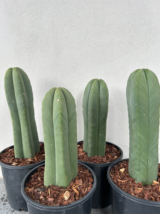 Echinopsis Scopulicola (Scop) Cactus