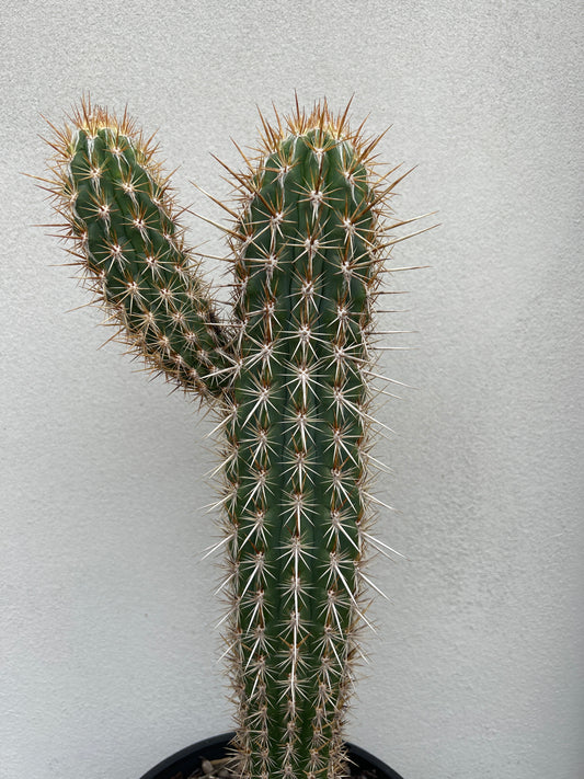 Pilocereus gounellei Cactus